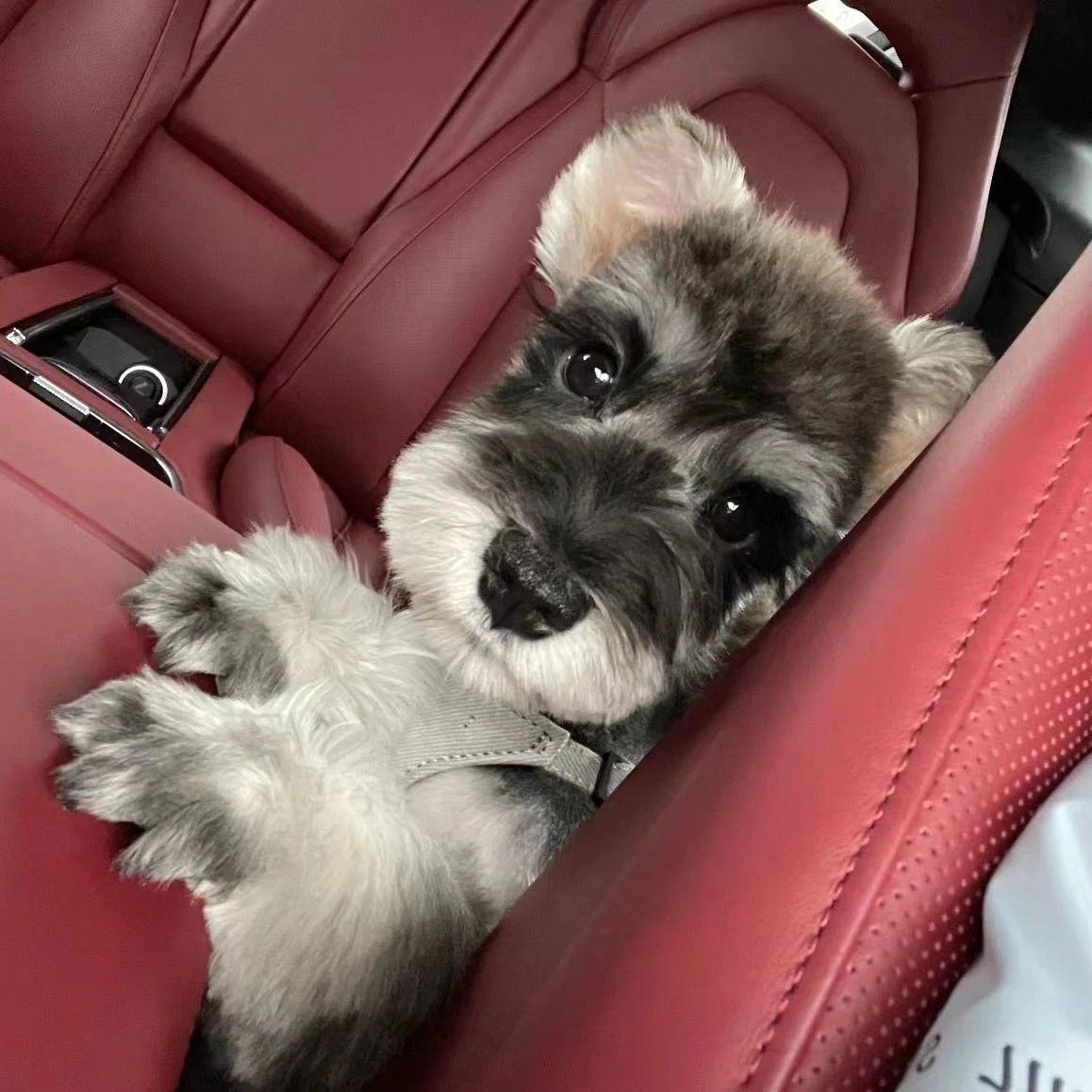 瀹犵墿钀屽疇鐙?,\