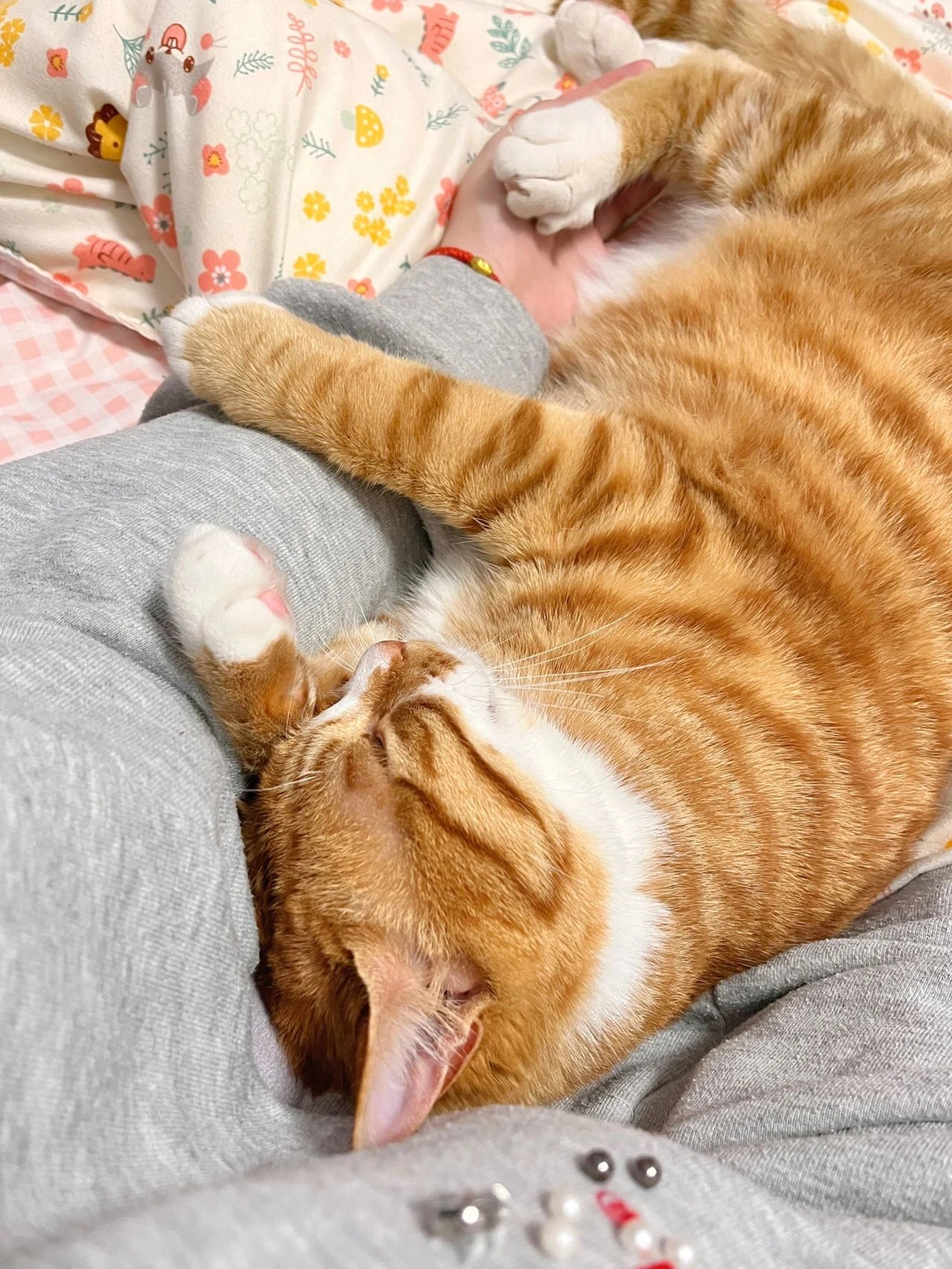 宠物萌宠猫(它睡觉都不带醒的)-喵神素材库