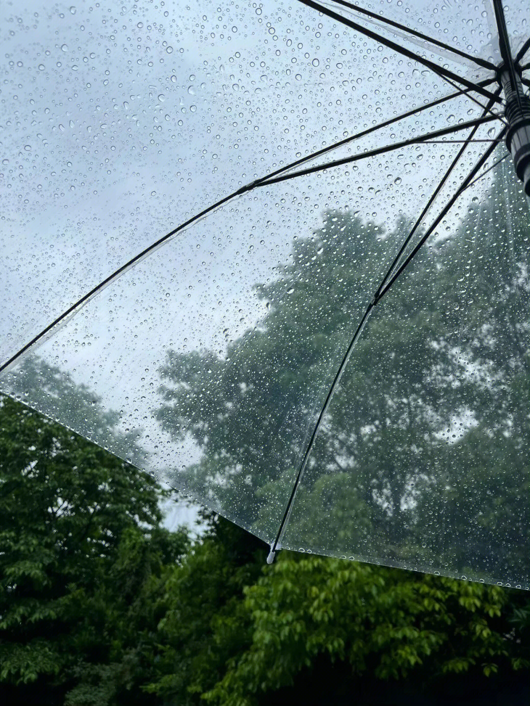 下雨雨伞风景(遇见了你 是我生命里的一束光 )-喵神素材库
