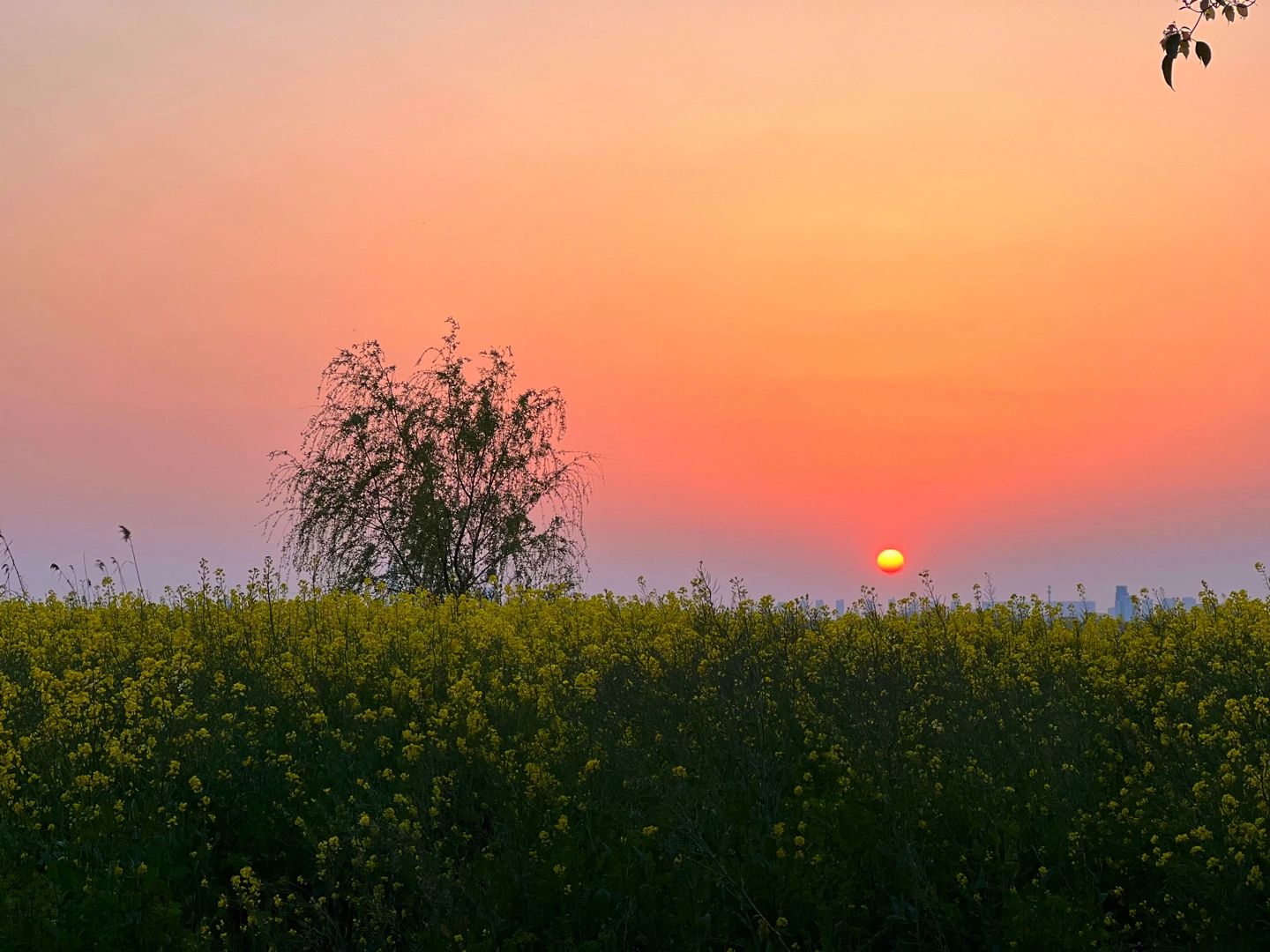 5阳澄湖夕阳傍晚日落景色拍照(生命里对你好的每个人，都不是义务的。所以，你要珍惜人生每一个对你好的人。 ​​​)-喵神素材库