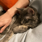 3宠物牛排西餐红酒(三年多没在外面的餐厅就餐过了)-喵神素材库