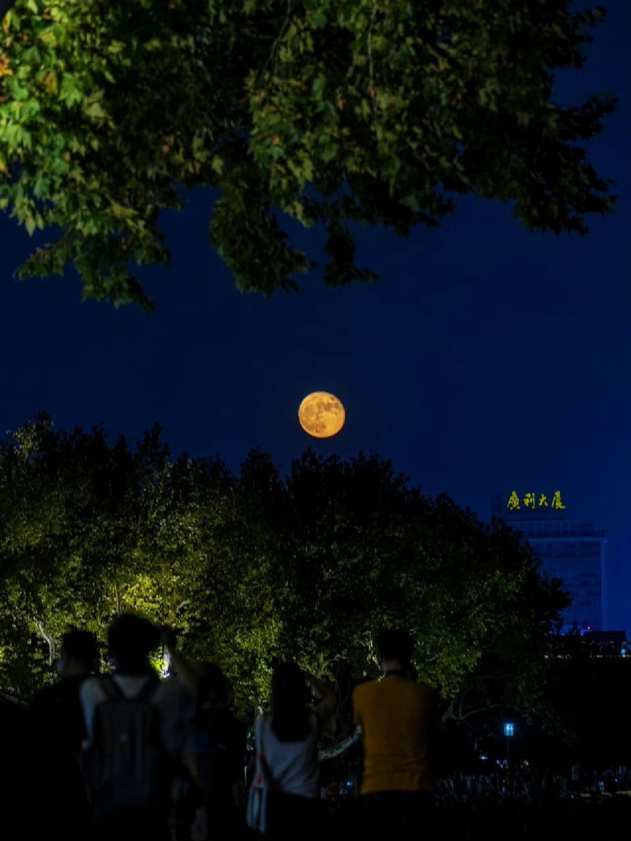 晚上灯光夜景拍照散步(无人与我同望月,亦无良景胜旧年。 ​​​ )-喵神素材库