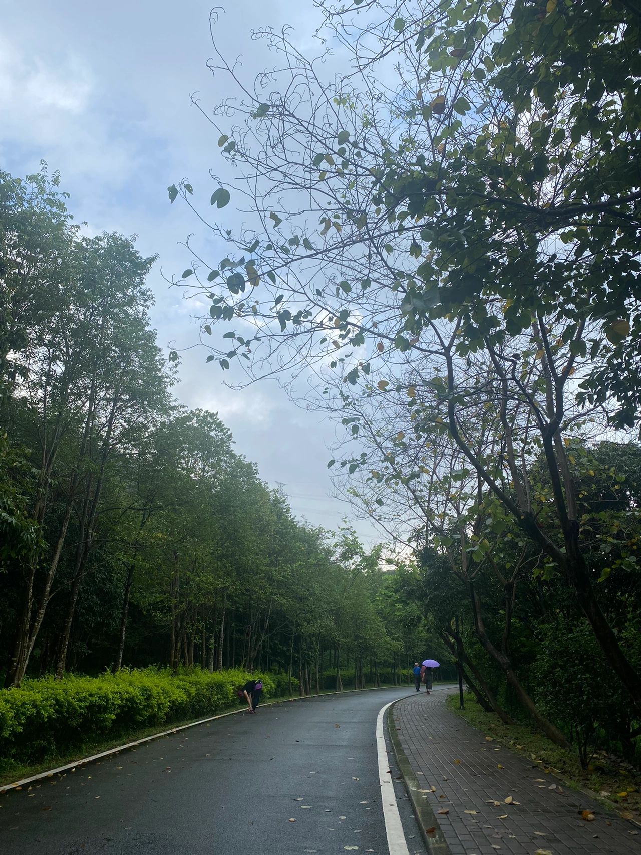 晨跑跑步健身运动锻炼下雨(久违的雨战  6㎞打卡)-喵神素材库