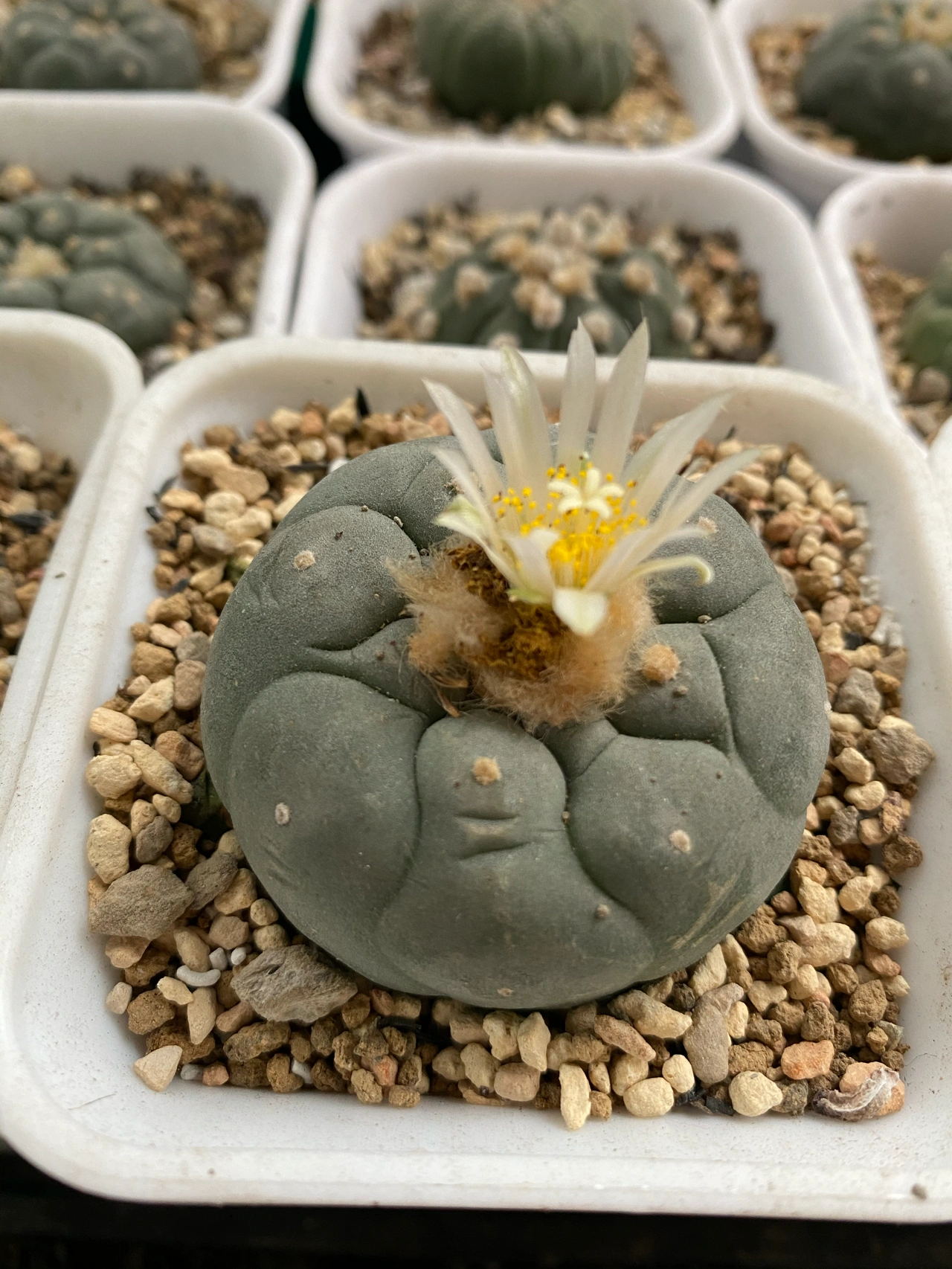 晨跑运动锻炼多肉植物运动手表(昨晚吃了火锅，今天加点量，估计又要休息两三天了。体育场跑步似乎会轻松一点。 )-喵神素材库