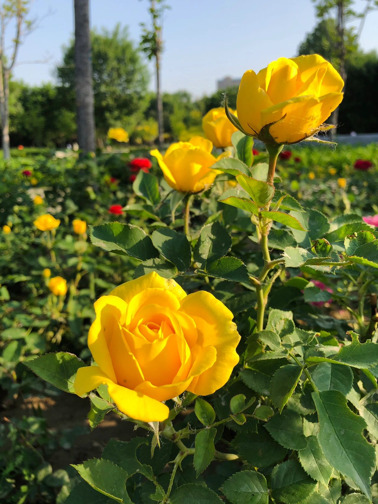 公园散步晨跑健身摄影拍照鲜花绿植(朵朵月季花摇曳在初夏的微风中，或优雅，或清新，或娇艳，默默地吐露着芬芳，向我们展示着生命的最美。)-喵神素材库
