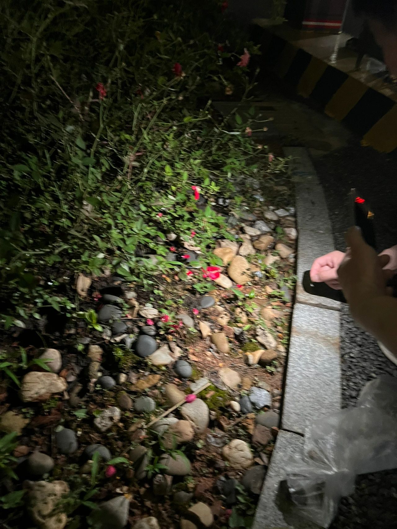 夜晚散步饮品自己做饭晚餐家常菜(突然就提升了 ，每个菜都是出乎意料的好吃傍晚散步喝了凉水 还一起捡石头最近的生活很不一样了多了柴米油盐和平淡生活的心安 )-喵神素材库