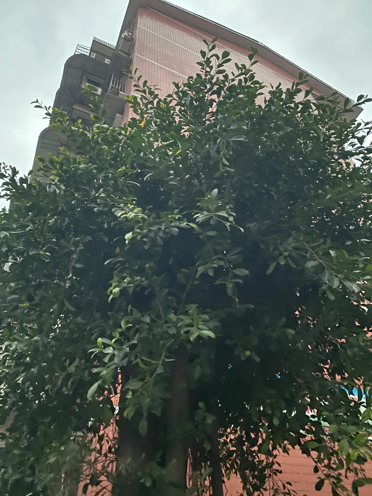晨跑运动锻炼风景运动手表(这个季节跑步真的好舒服呀 )-喵神素材库