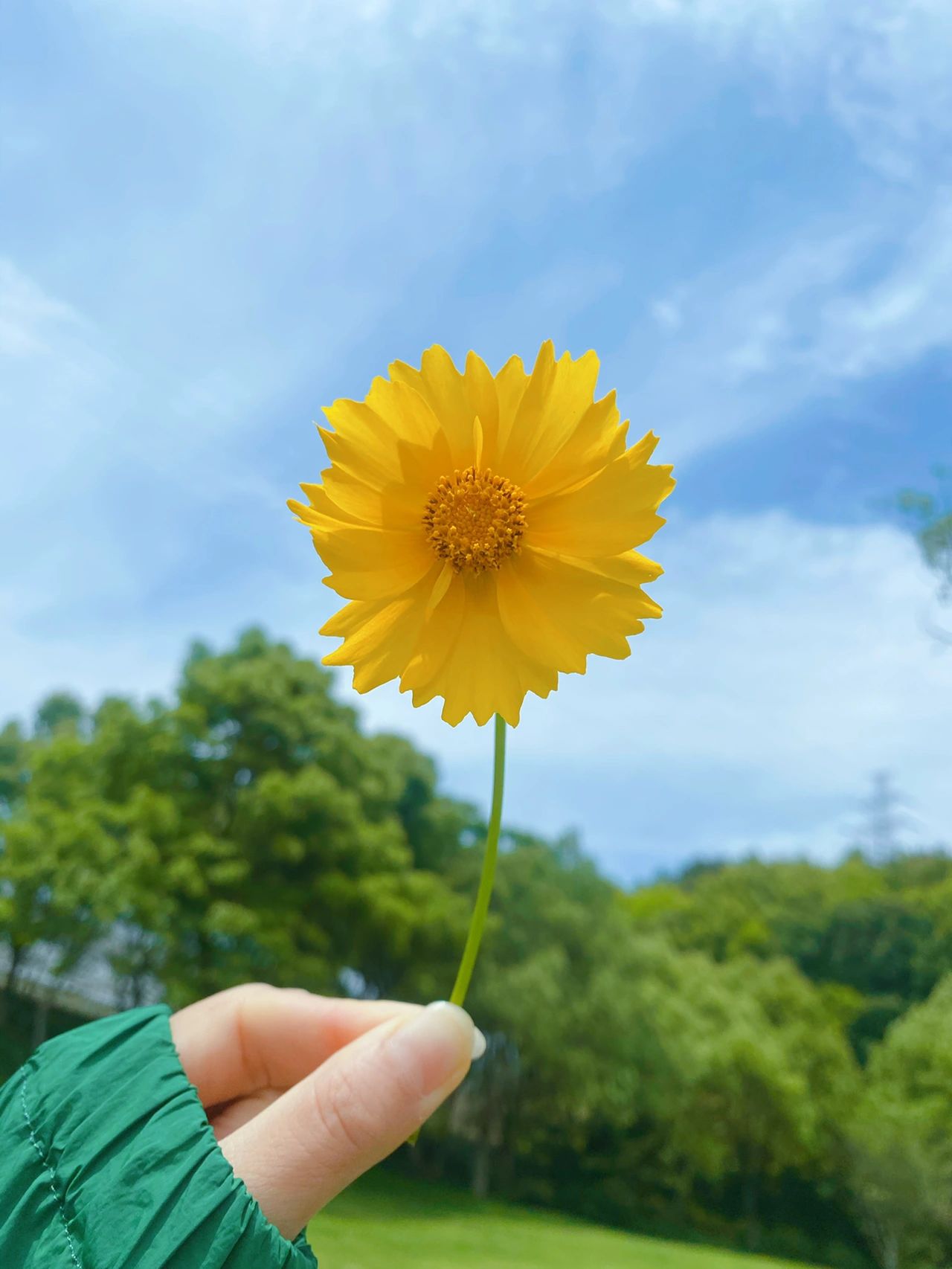鲜花美女穿搭散步( 风雨里做个大人 阳光里做个小朋友)-喵神素材库