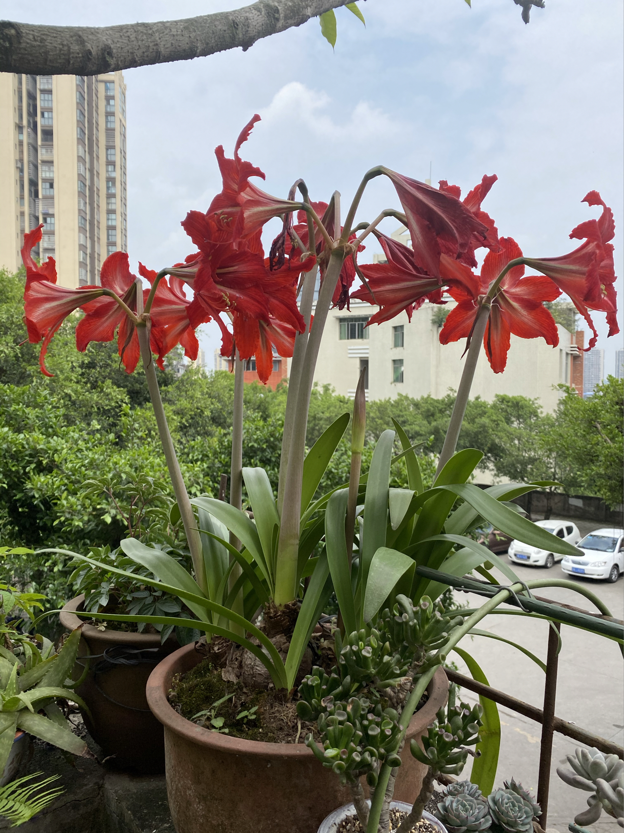 晨跑跑步运动健身打卡(Day60晨跑打卡)-喵神素材库