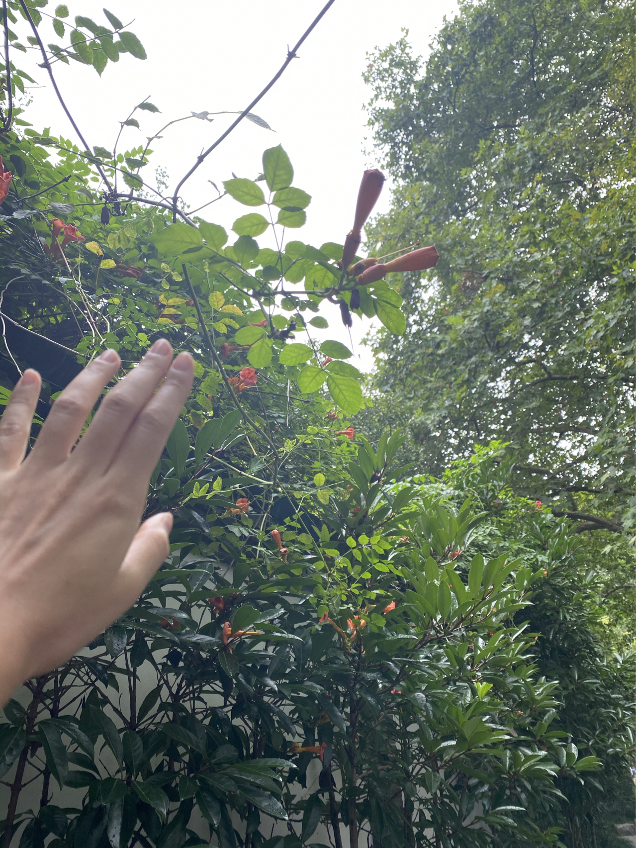 风景散步晨跑锻炼( 早上好，杭州 )-喵神素材库