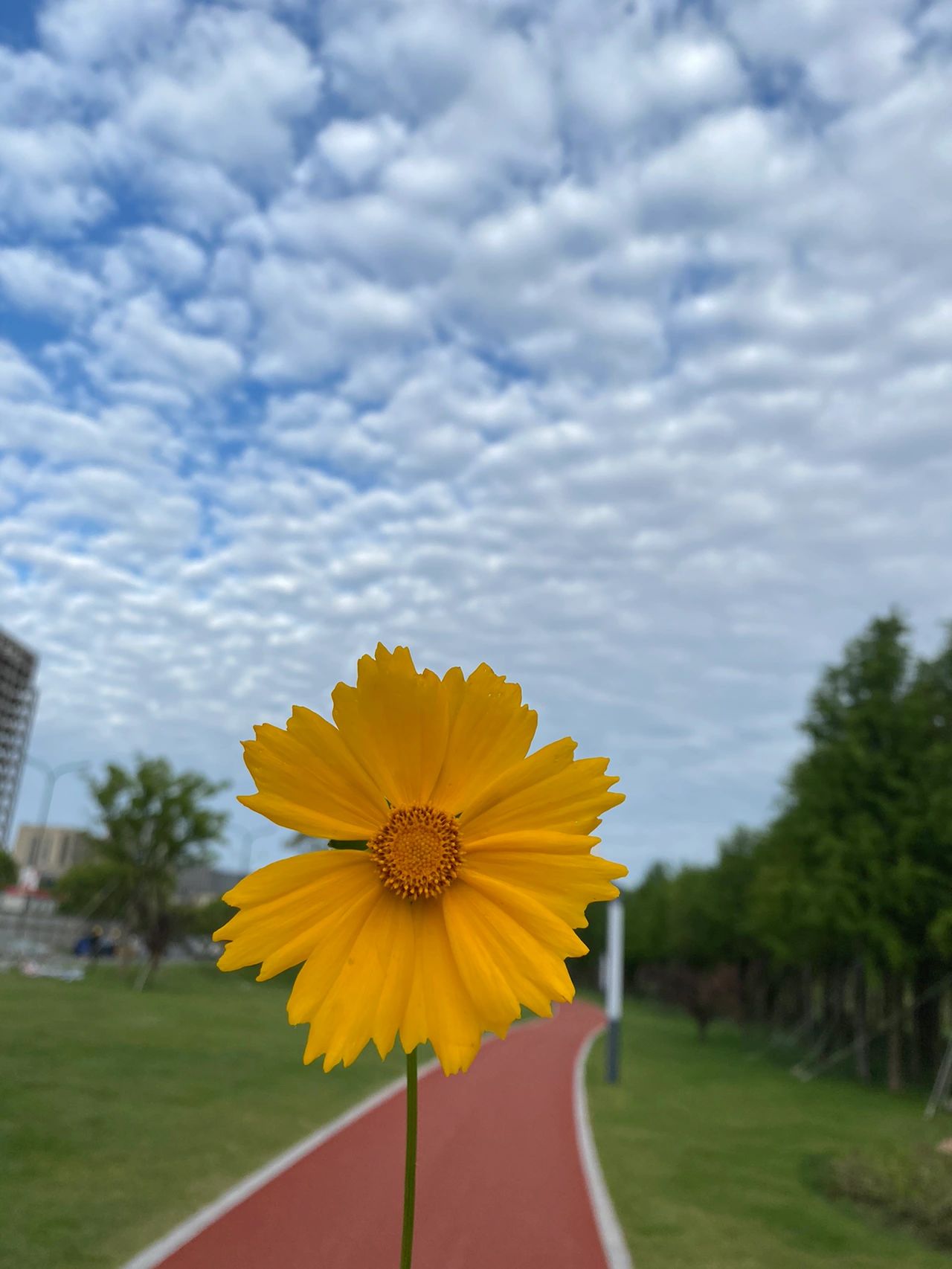 鲜花风景散步(愿我们在鸡零狗碎的日子里，都能找到闪闪发亮的快乐 )-喵神素材库