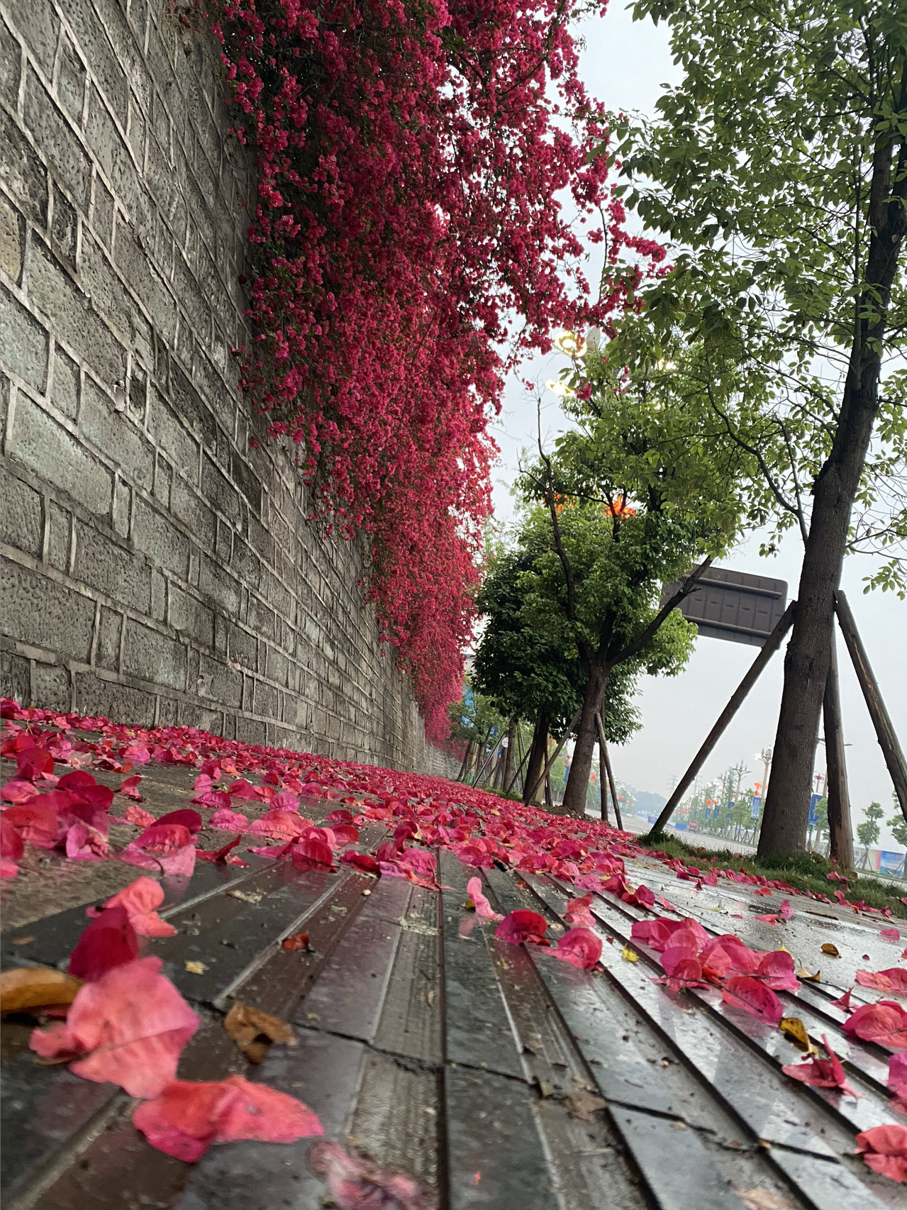 晨跑跑步运动健身打卡(好特别的花)-喵神素材库