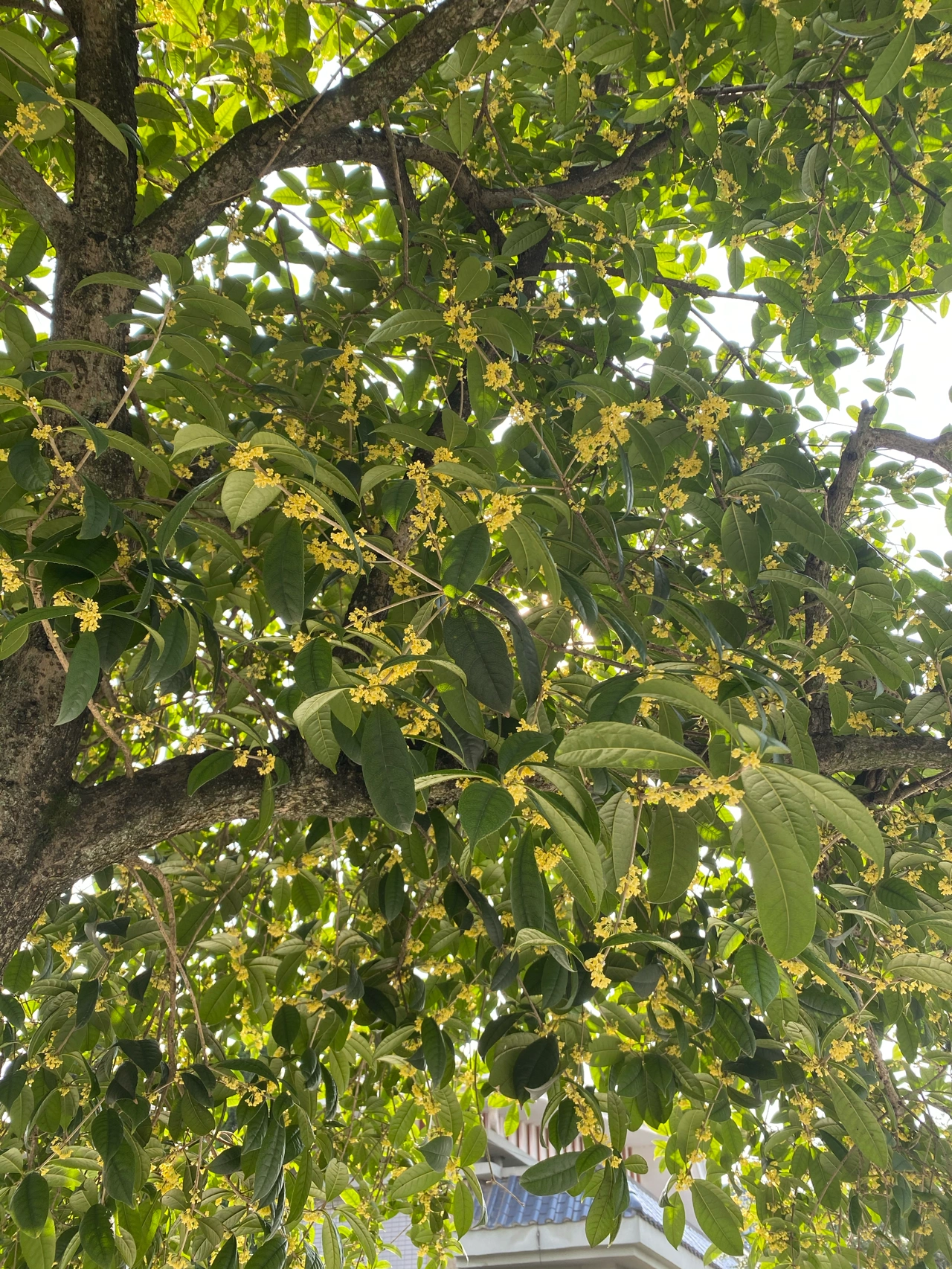 晨跑运动锻炼风景运动手表(桂花香是秋天的味道 )-喵神素材库