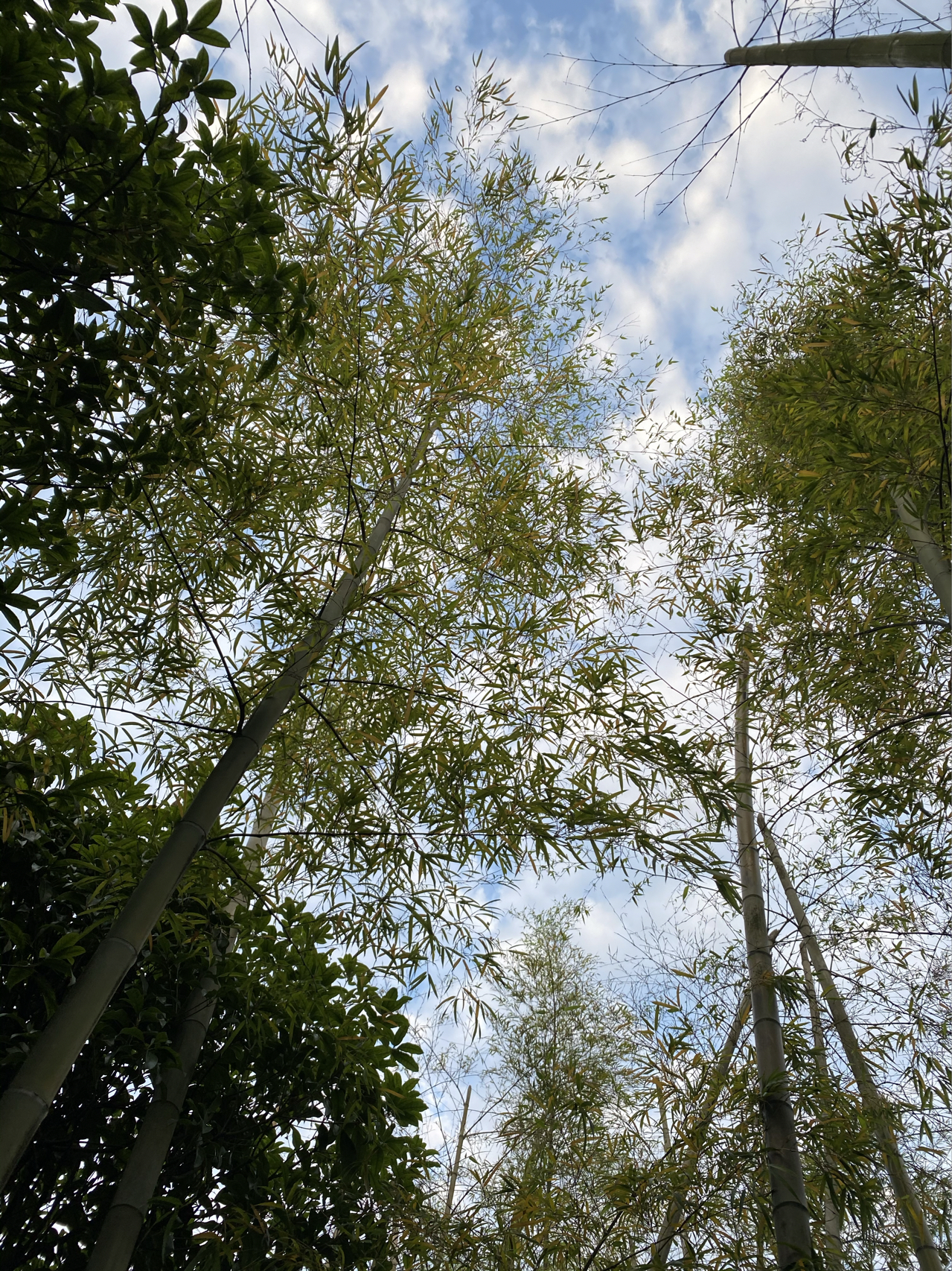 晨跑跑步运动健身打卡(今天湿度98%，实在是太闷了。感觉跑着有点累。全身都是汗)-喵神素材库
