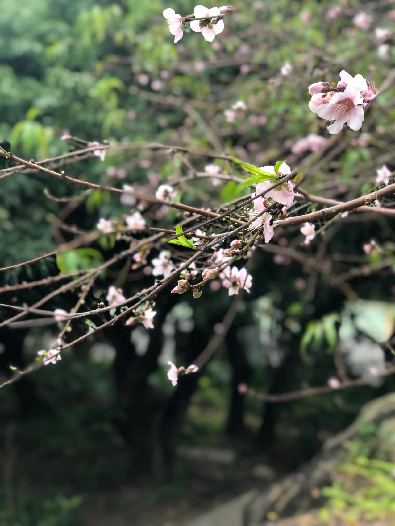 3晨跑跑步锻炼减肥风景鲜花(最近好像跑得比较快了没有故意加速7分配的体感却跑出了6分多的配速午后下雨在荔枝林中漫步真是一处跑步骑行的好地方看到竹外桃花三两枝我们与春天久别重逢人生最长不过八十几年可以行动自如顶多七十几年二十多岁之前要上学三十四十五十六十就业生子养家奋斗到了六十到七十退休迎来最轻松的时光却已是旁观者的角度看世界只能伫足在赛道之外数一数过去的时光了想想这些时光的潮水拨浪向前功名利禄爱恨情仇不过都是浮云无病无灾平安顺遂已是上天莫大的眷顾好好活着就是最大的胜利)-喵神素材库