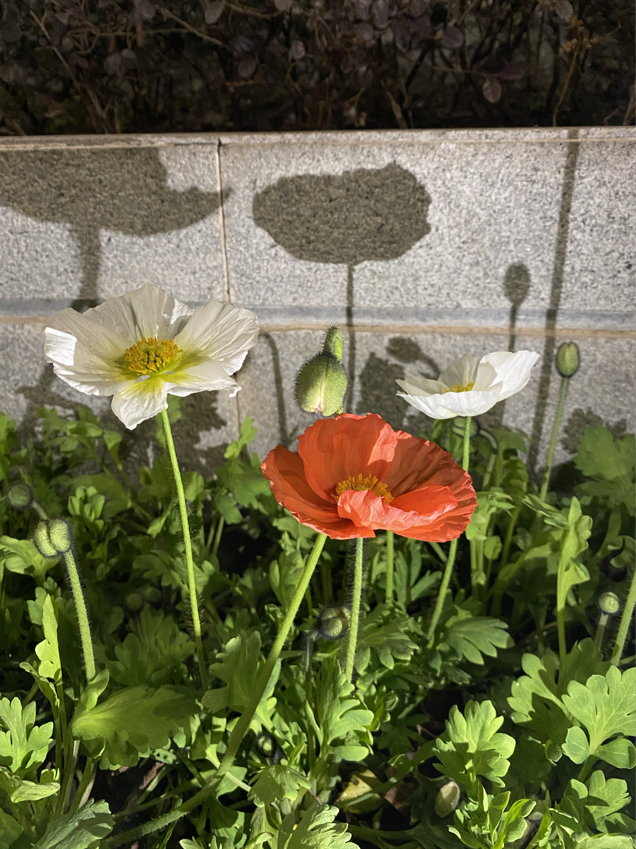 晨跑跑步运动健身打卡开花(Day3晨跑7公里打卡)-喵神素材库