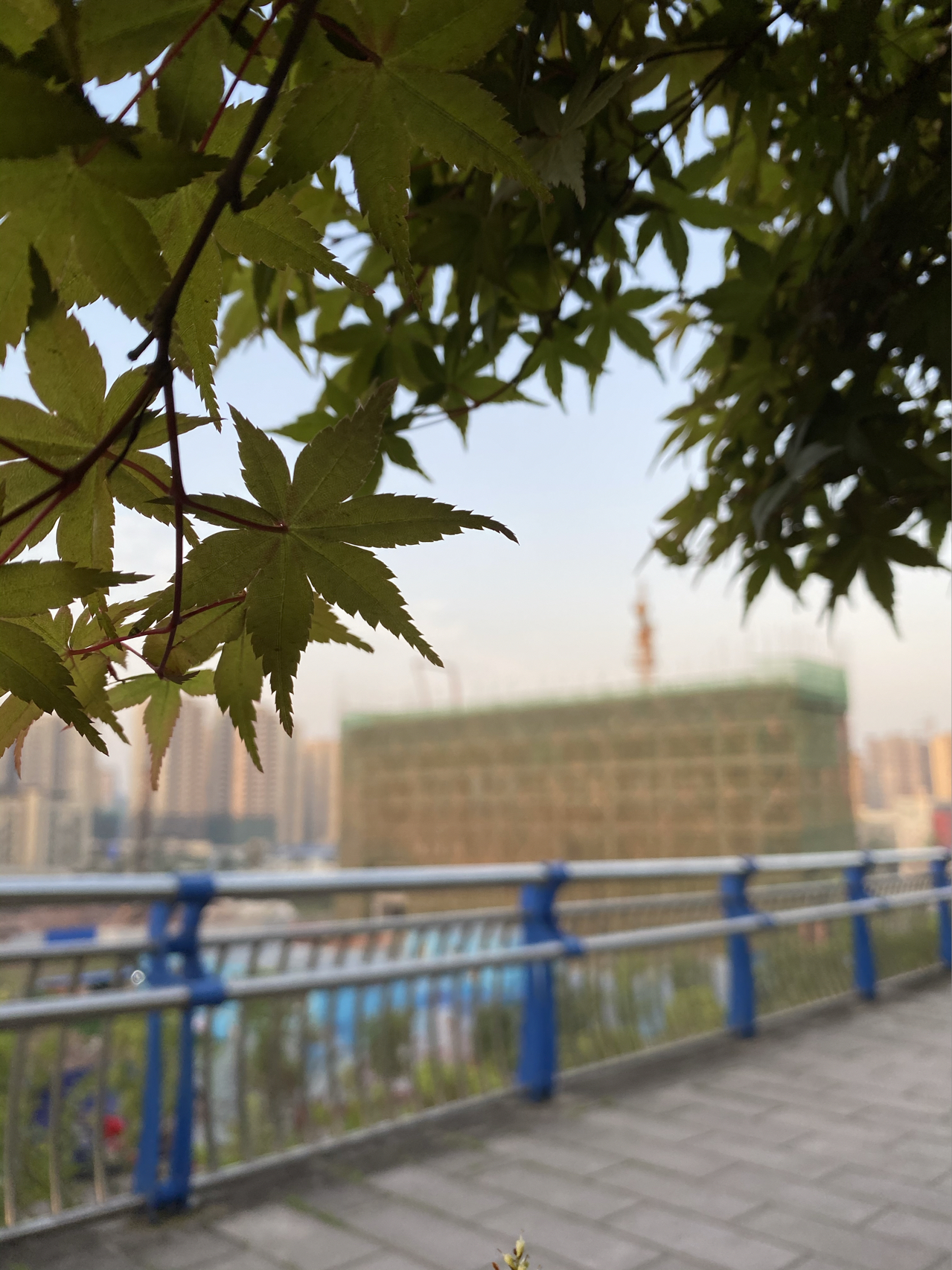 晨跑跑步运动健身打卡(跑完步太阳☀️出来了，但天空在耀眼的阳光下依然灰蒙蒙的。)-喵神素材库