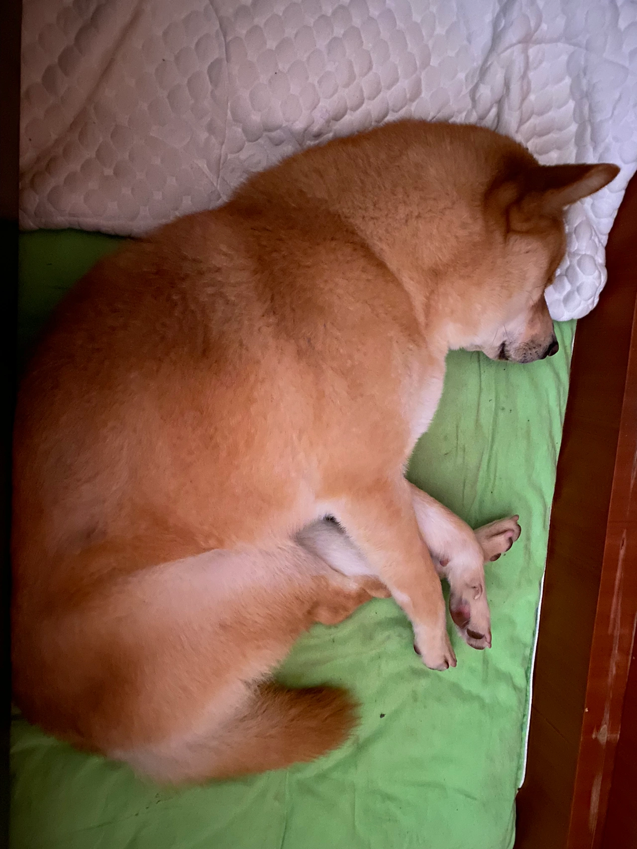 晨跑跑步运动健身打卡狗狗宠物日常(每天早上我家二百也会起床陪着我，等我出门了，又回去睡个回笼觉。真是幸福的狗生呀。 )-喵神素材库