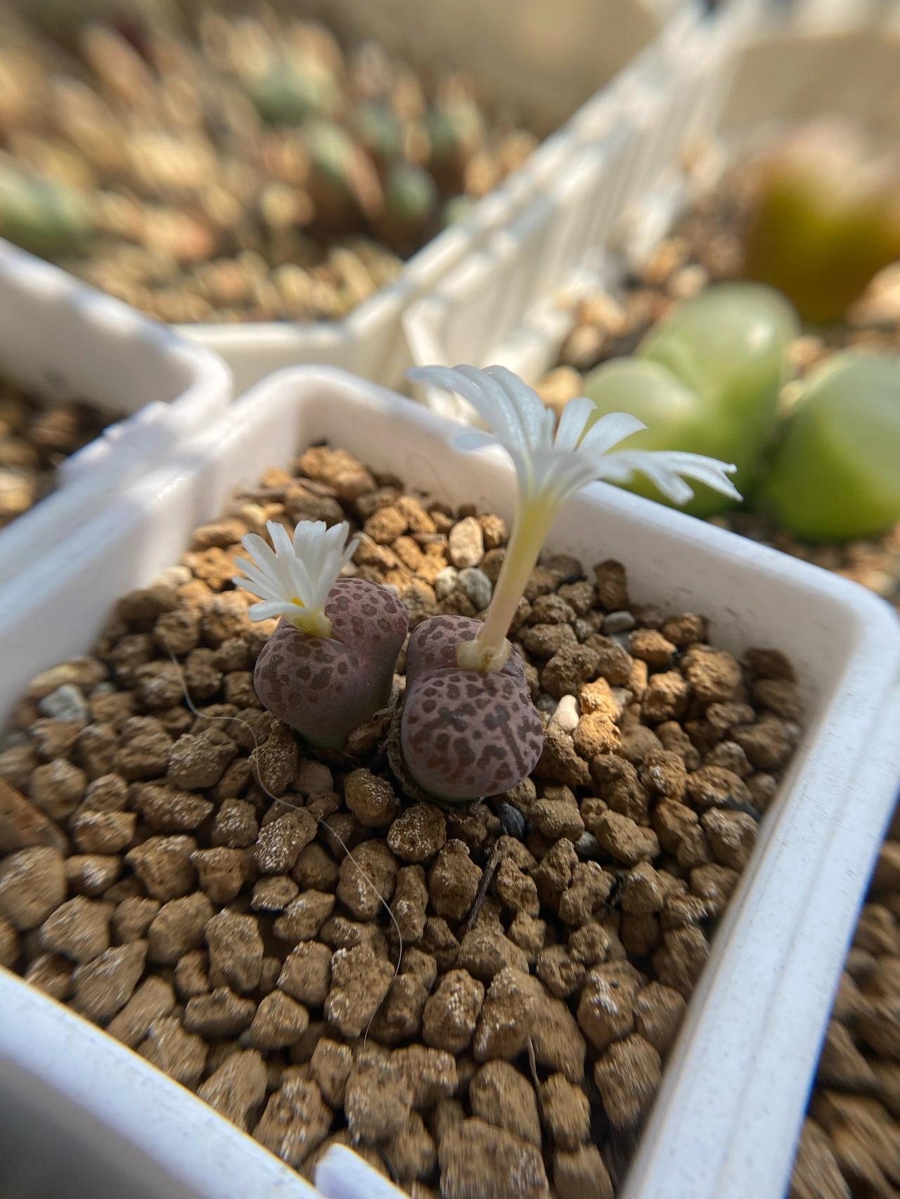 晨跑运动锻炼多肉植物运动手表(不知道什么时候开始瞎折腾养多肉，养生石花，养水泡，养肉锥，养仙人球。。。。买相机，买手机，买iPad，买笔记本，买各种小家电。一坑又一坑从今以后，要谨慎对待爱好。 )-喵神素材库