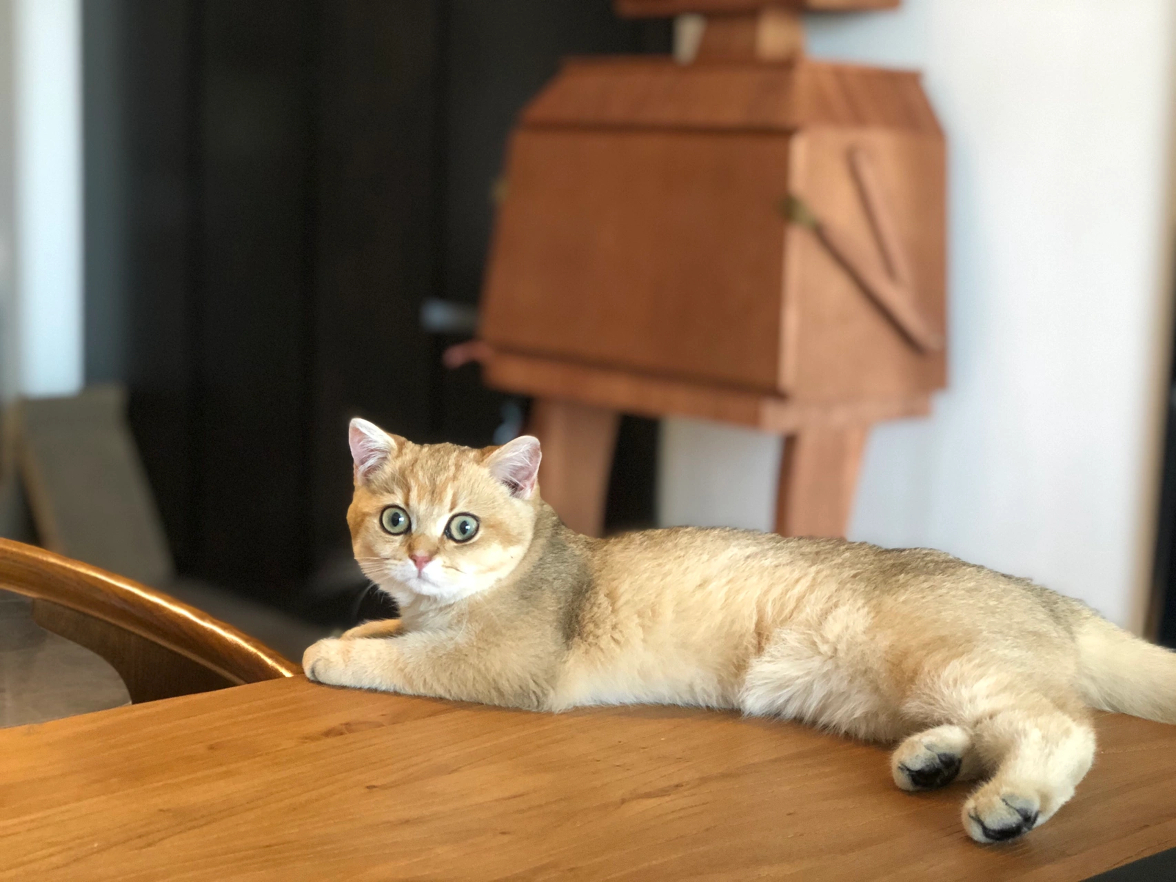 生活日常喝茶早茶猫宠物萌宠(周六惯例的大扫除之后的早茶。每天工作，陪孩子之后独处的时间真的很宝贵。再忙也要给自己留点安宁的时光。)-喵神素材库
