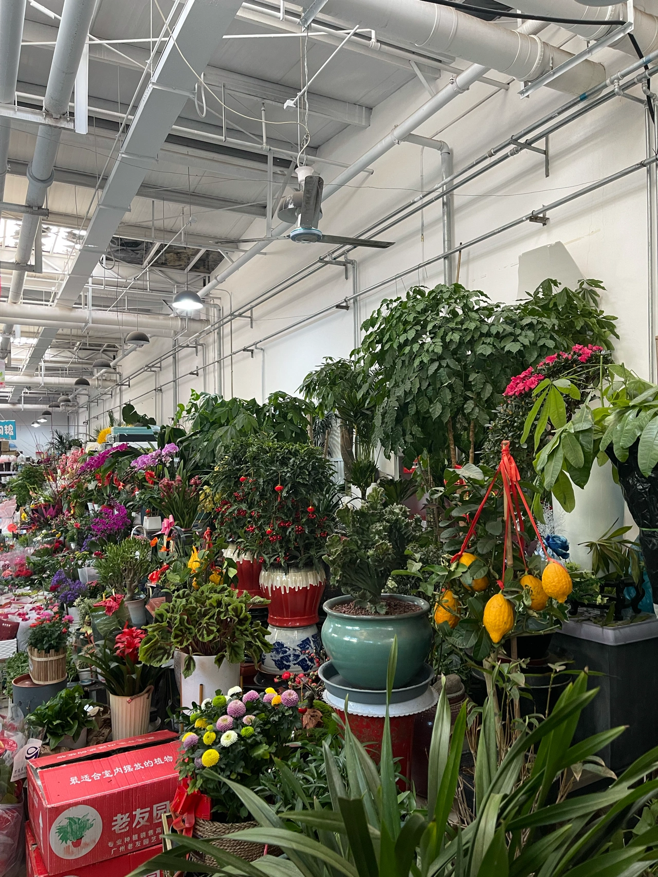 2菜市场绿植花卉水果蔬菜零食(很爱逛大市场)-喵神素材库