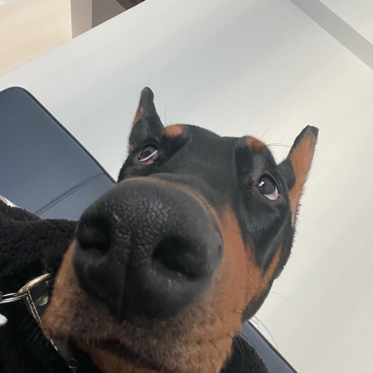 3杜宾犬宠物狗(小狗皮燕子一声“噗”，整个房间瞬间…..)-喵神素材库