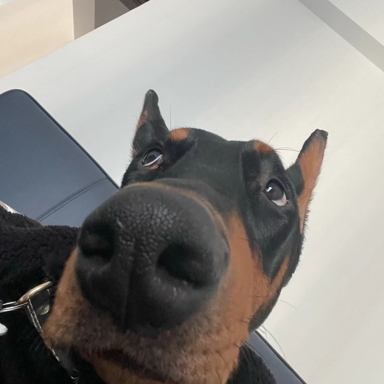 3杜宾犬宠物狗(小狗皮燕子一声“噗”，整个房间瞬间.....)-喵神素材库