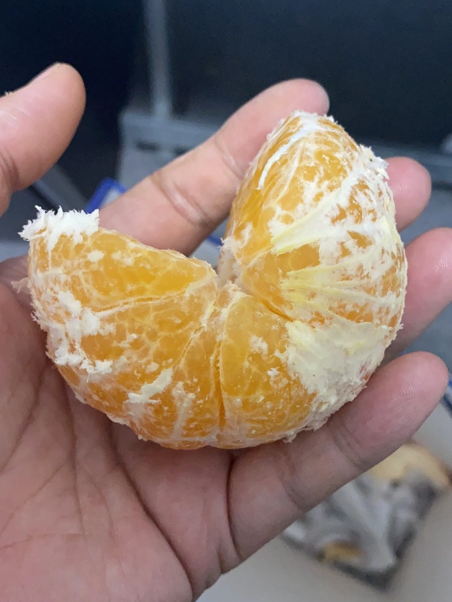 橘子，水果，白天(美好的人生，不外乎个人顺其性情，做好分内之事。)-喵神素材库