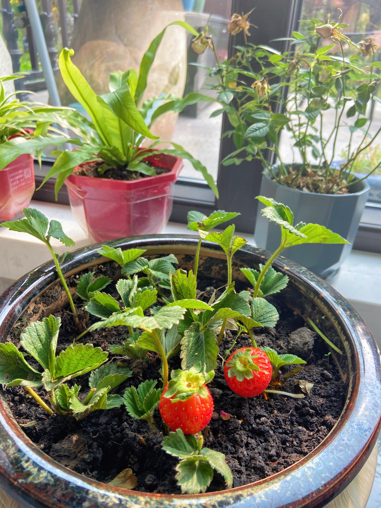 盆栽水果拍照分享草莓(今日阳光☀️真好\\t·草莓)-喵神素材库