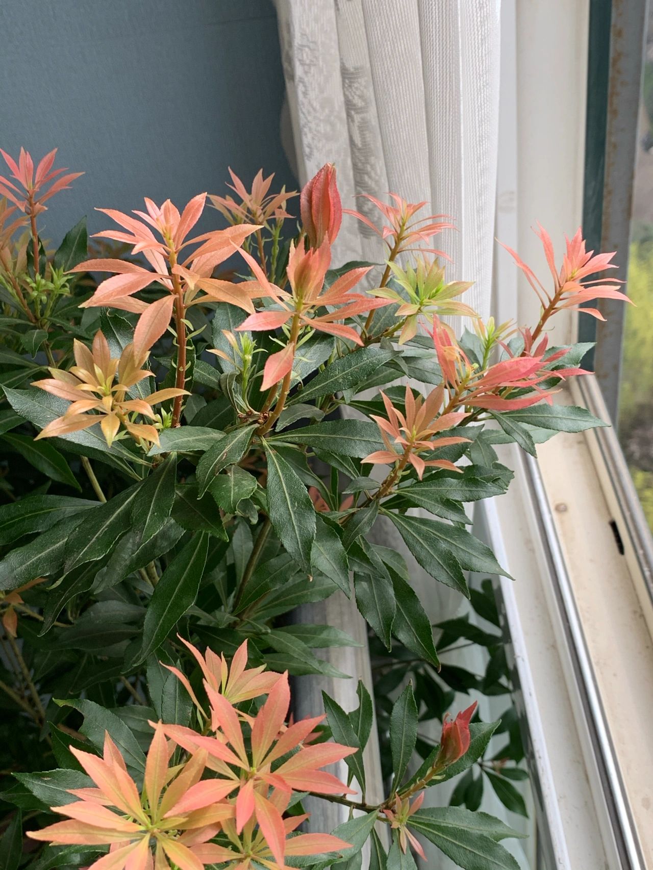 客厅鲜花插花蔬菜水果绿植(我的阳台 )-喵神素材库