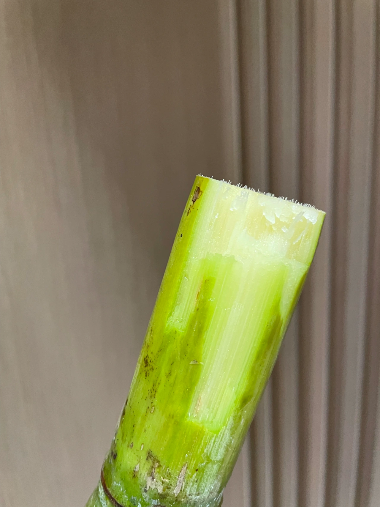 1甘蔗食物水果(  不许你还不知道！又甜又多汁！！清热解毒！！！)-喵神素材库