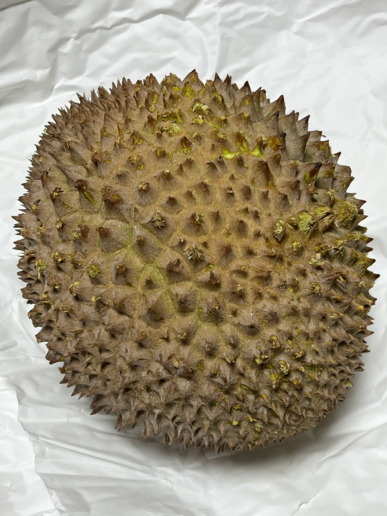 水果购物榴莲(我们这里的水果店总是能给我惊喜  )-喵神素材库
