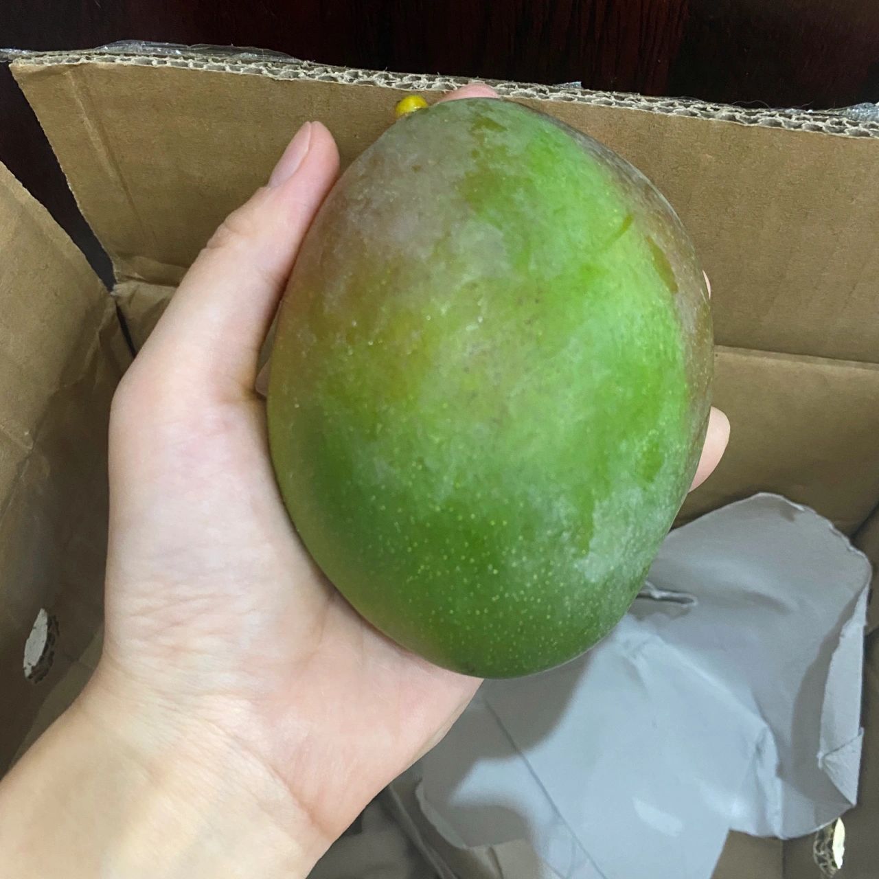 4凯特芒果水果果盘购物(今日水果)-喵神素材库