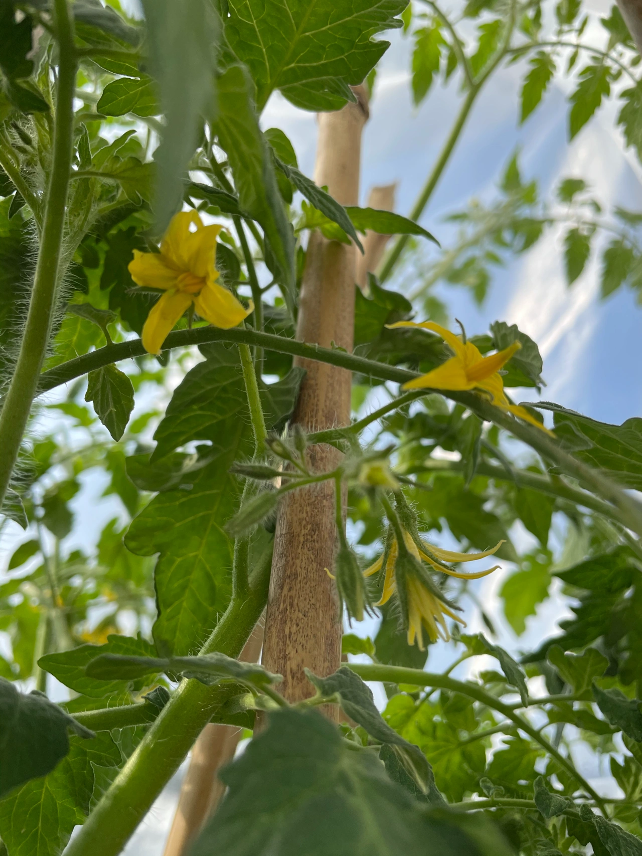 采摘水果西红柿健康美食(深秋种下的番茄，初冬降温后给它搭了个简单的暖棚继续开花结果，一天一个模样花由少变多果子由小变大，它是我寒冬中的暖伴有希望也有期待有惊喜也有甜蜜。 )-喵神素材库