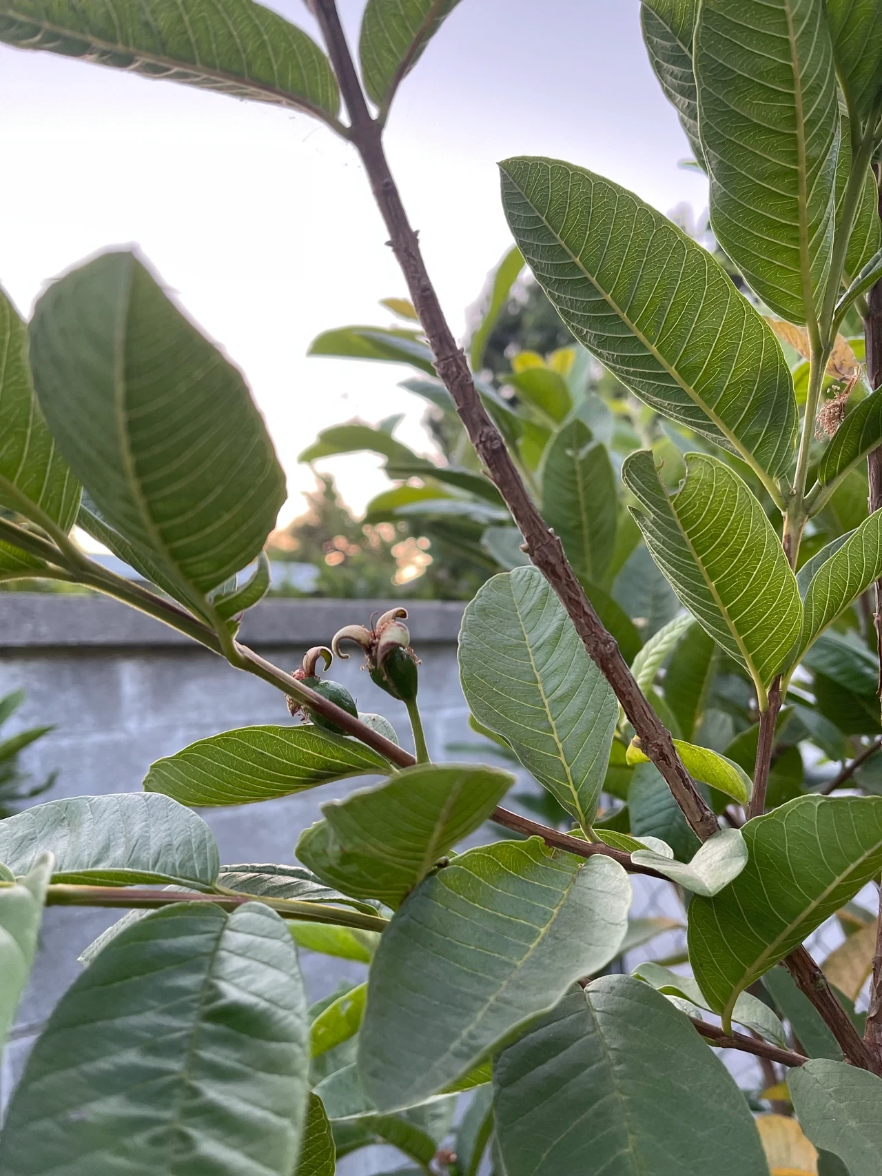 水果果树拍照分享(今年有脆脆的芭樂吃了 )-喵神素材库