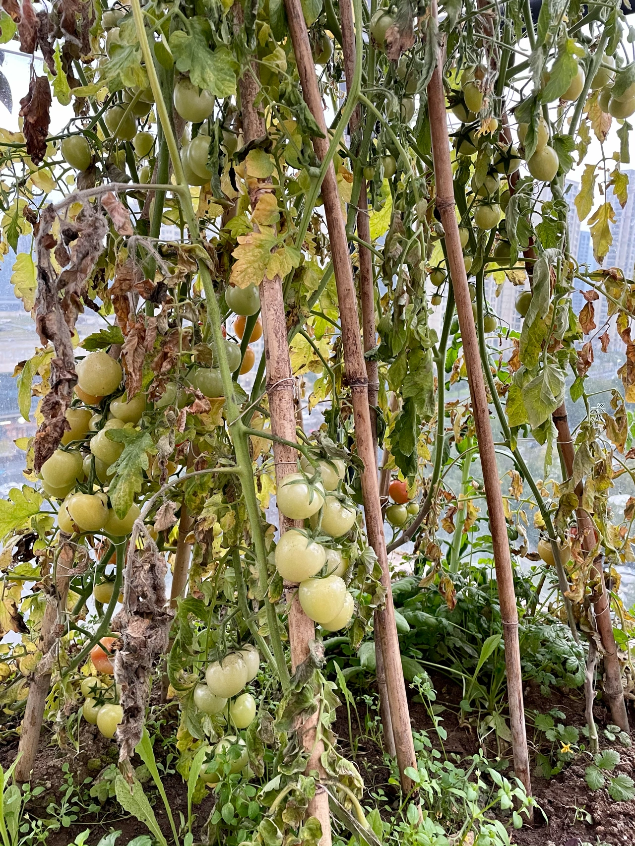 美食水果采摘健康(深秋种下的番茄苗初冬给它搭了个简单的温棚，然后它开花结果，慢慢的一天天果子膨大显白转红，可惜年前年后连续阴雨天气不断，没太阳气温又低，导致它不可挽救的枯死了。虽有一部分果子变红了但大部分都还是青果，不过没关系春天来了马上又可以种下番茄苗了，夏天的番茄可是一口爆汁酸甜可口！)-喵神素材库