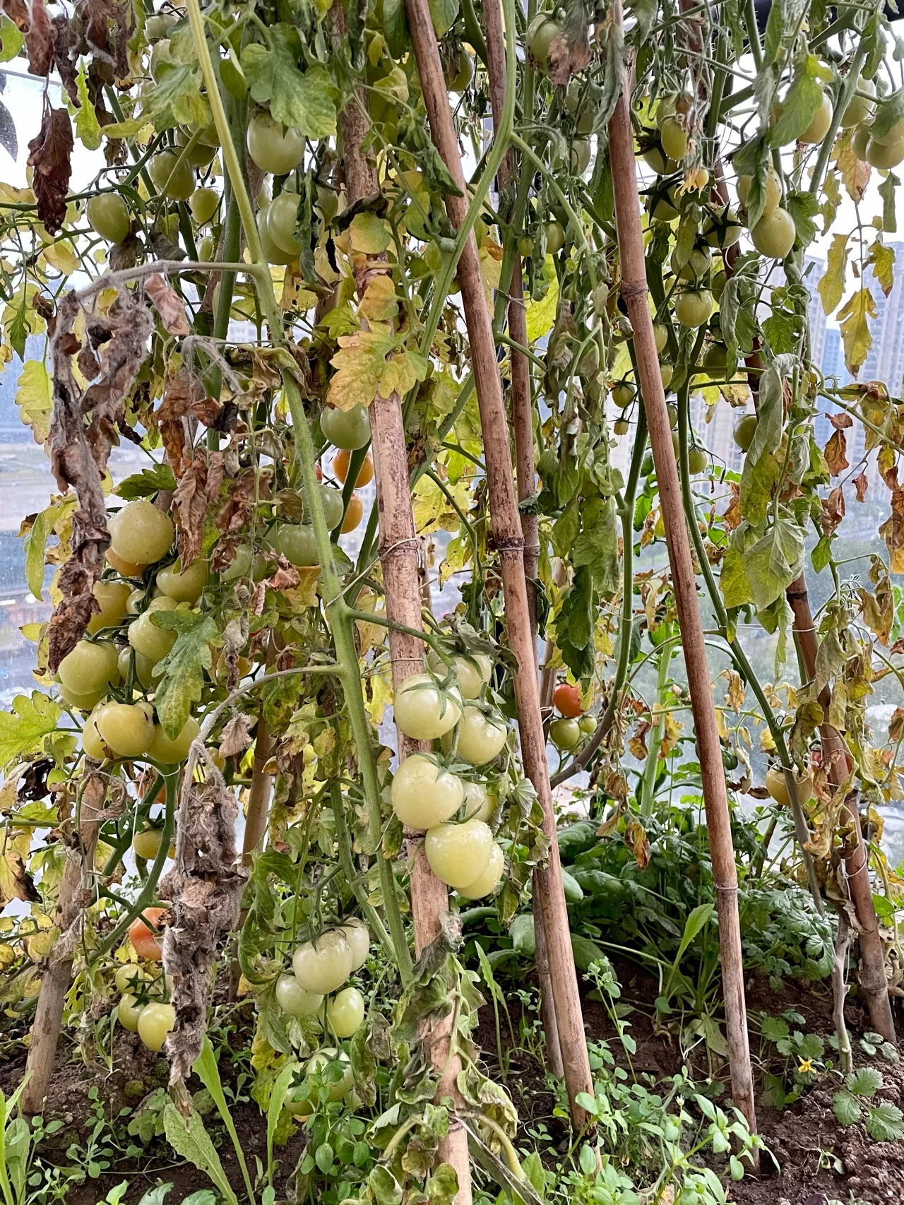 美食水果采摘健康(深秋种下的番茄苗初冬给它搭了个简单的温棚，然后它开花结果，慢慢的一天天果子膨大显白转红，可惜年前年后连续阴雨天气不断，没太阳气温又低，导致它不可挽救的枯死了。虽有一部分果子变红了但大部分都还是青果，不过没关系春天来了马上又可以种下番茄苗了，夏天的番茄可是一口爆汁酸甜可口！)-喵神素材库
