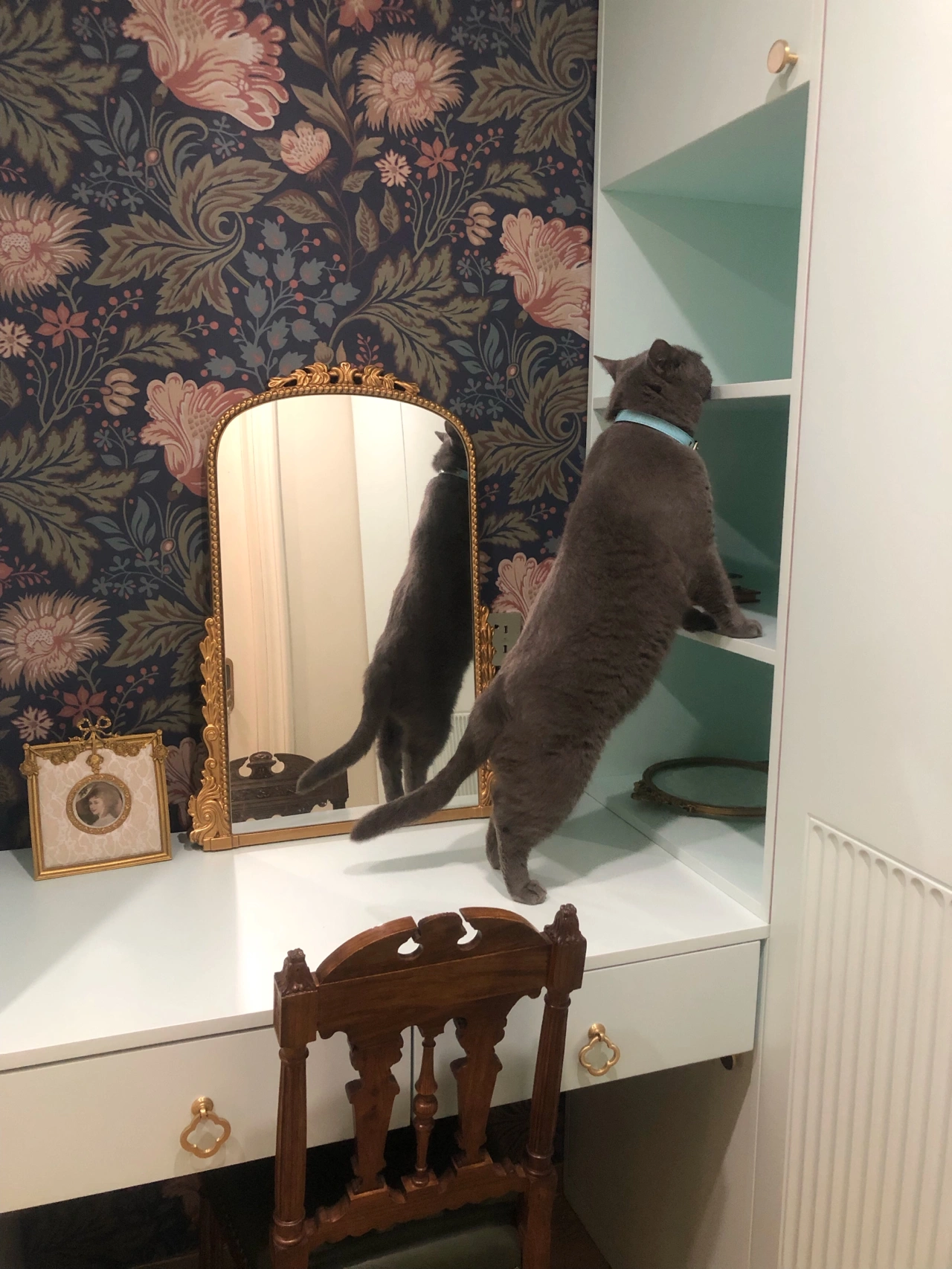 宠物萌宠猫鲜花水果梳妆台(有了萌猫、鲜花、水果，生活气息就扑面而来。)-喵神素材库