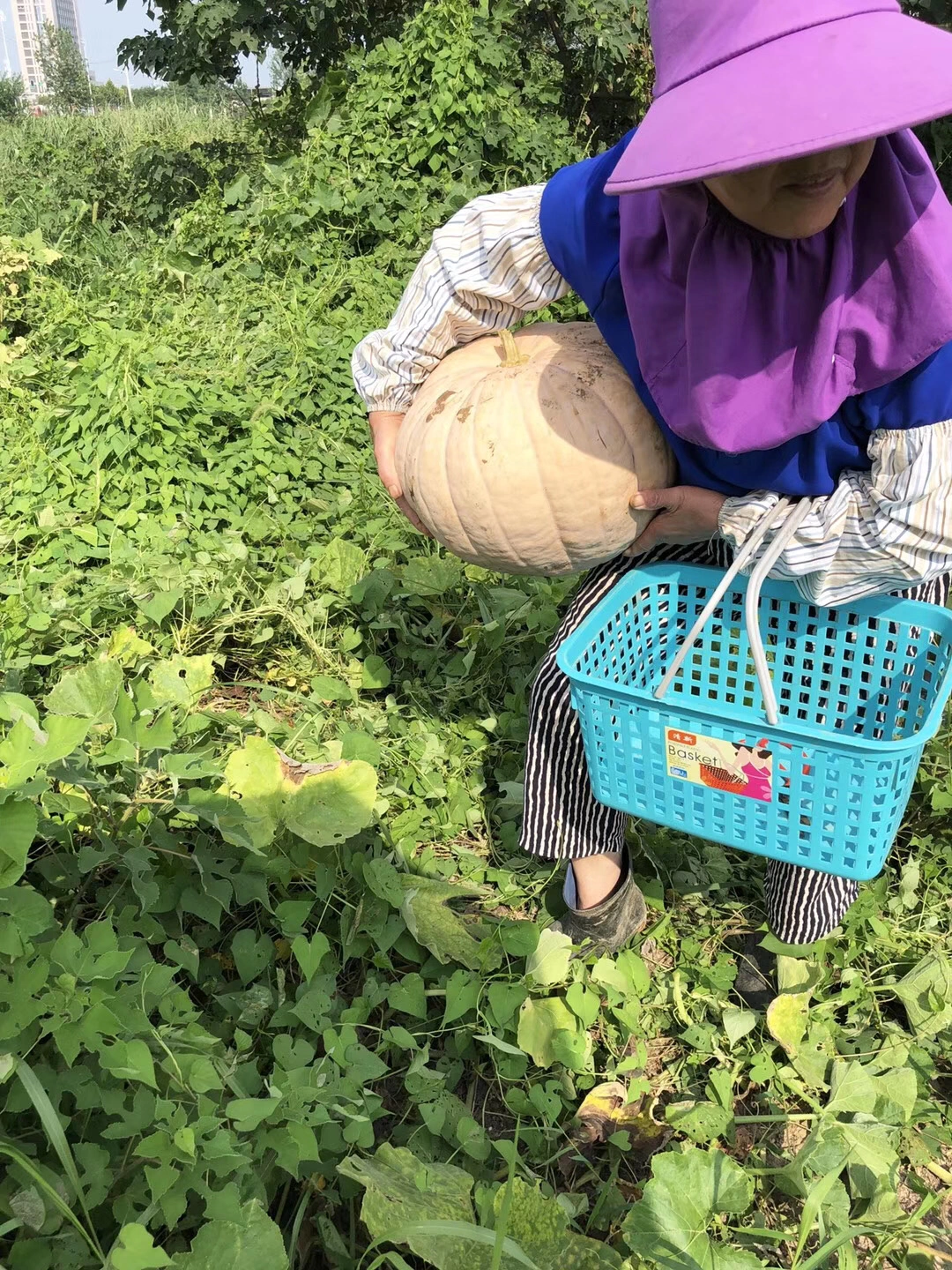 采摘水果蔬菜健康(采摘日常 )-喵神素材库