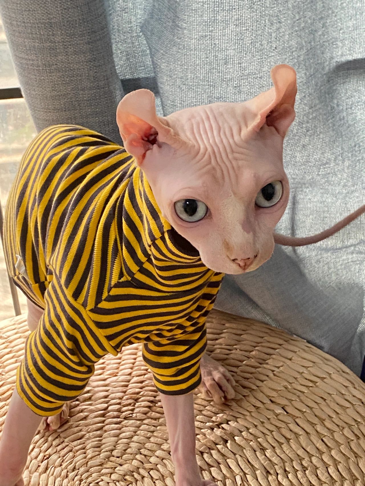 3宠物萌宠猫斯芬克斯无毛猫(第一次养，不知道它会不会怕冷)-喵神素材库