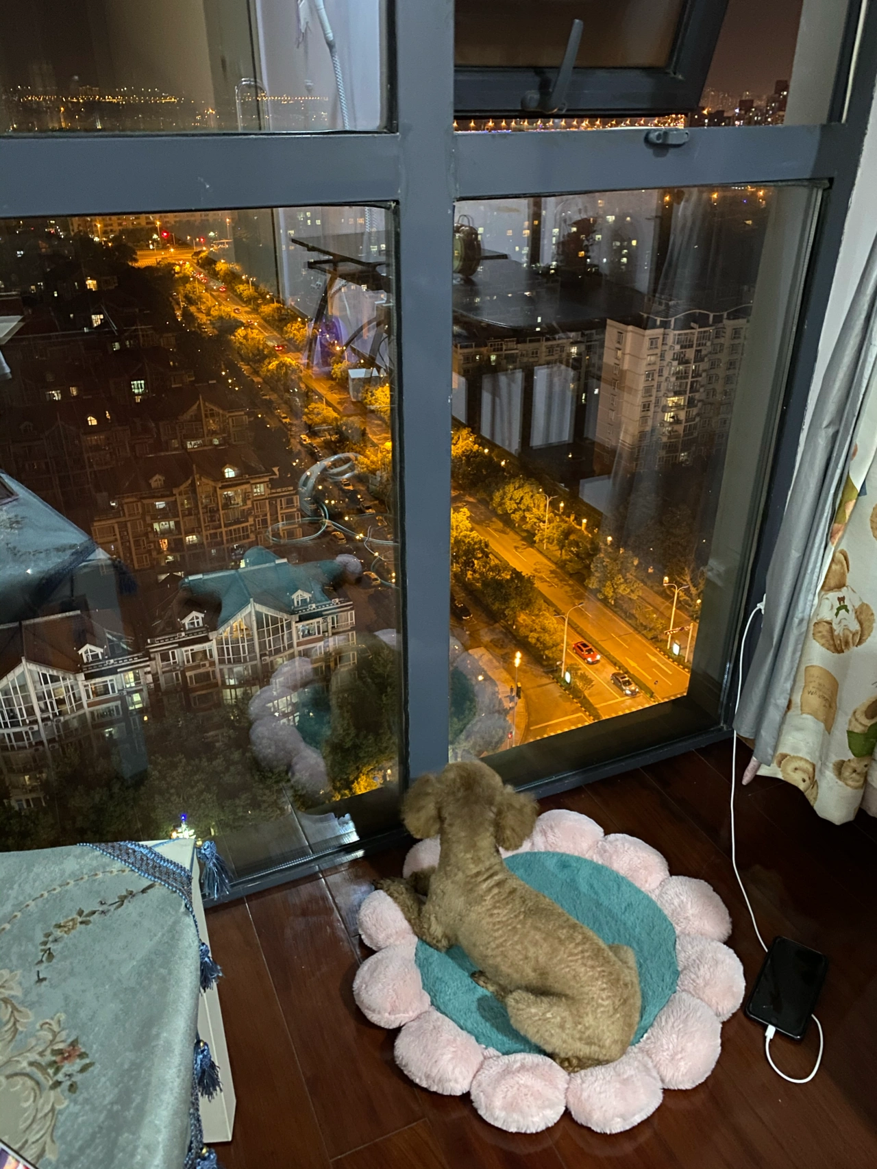 城市夜景宠物狗(这个落地窗实在是太美了，小妞好喜欢坐垫子上看夜景)-喵神素材库