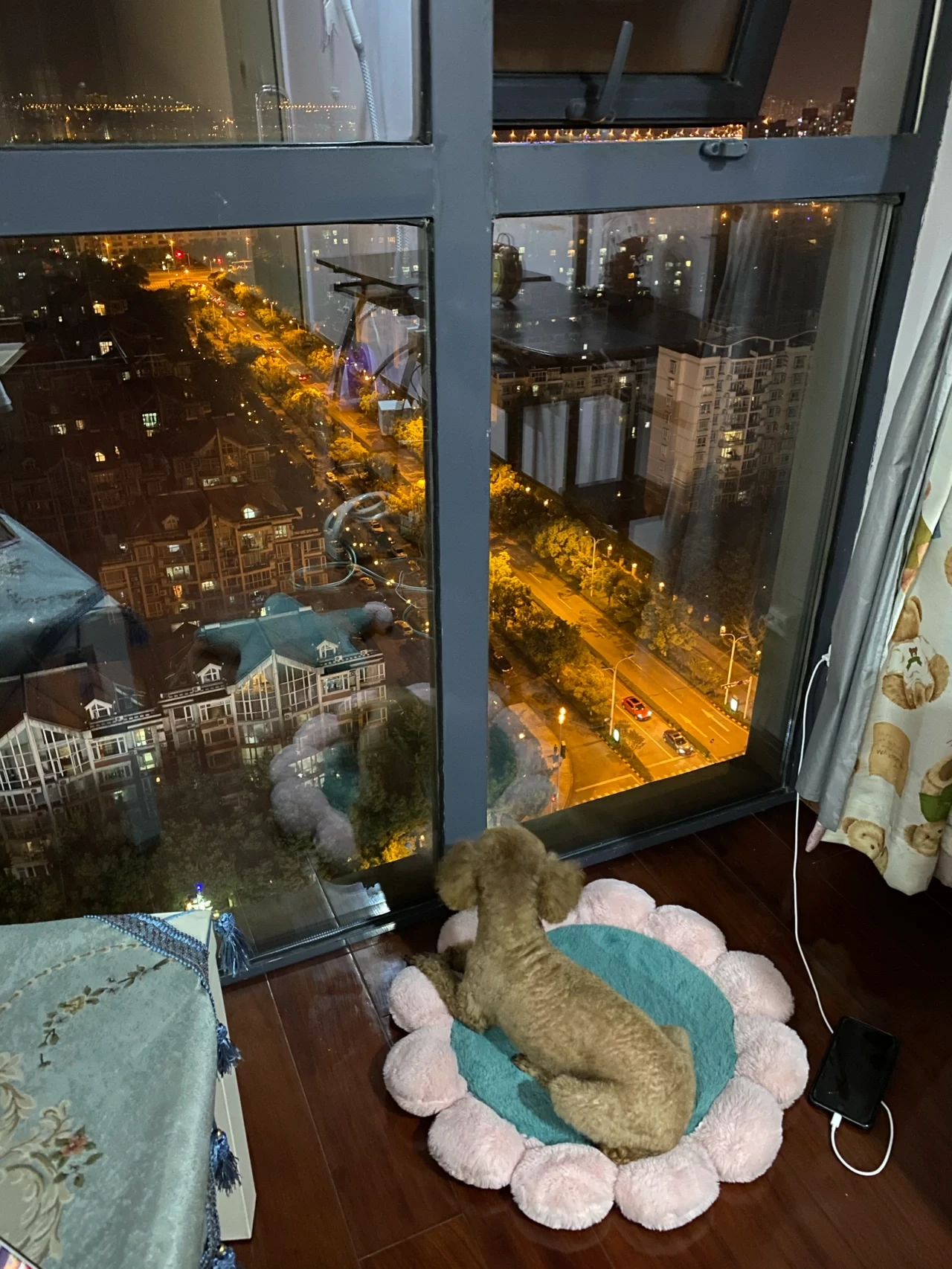 城市夜景宠物狗(这个落地窗实在是太美了，小妞好喜欢坐垫子上看夜景)-喵神素材库