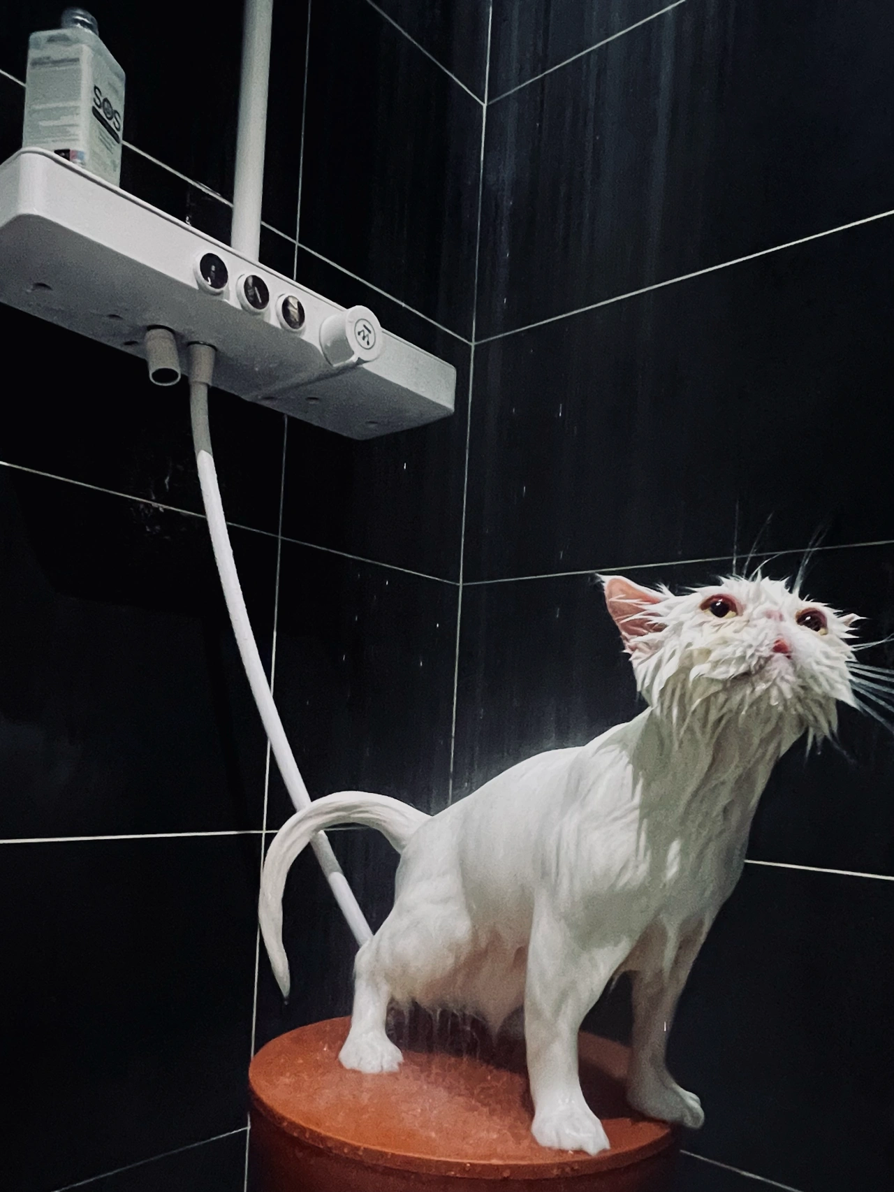 宠物洗澡，猫咪，猫猫，萌宠，猫咪洗澡(我有猫、还有三只、洗澡还超级乖~养了三只小可爱，洗澡都超级乖十五是白色异瞳英短宇宙是灰白色的英短（十五的大儿子）糯米是一只白色加菲猫)-喵神素材库