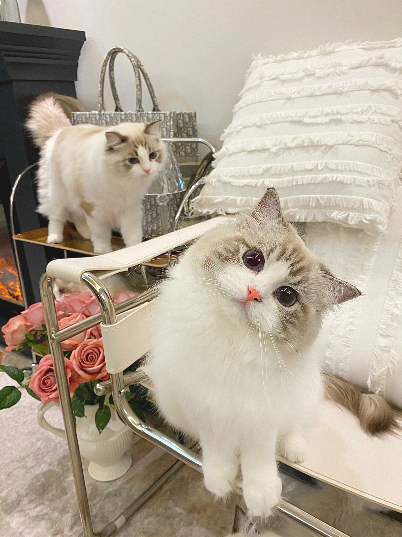 宠物萌宠猫猫咪日常(今天是变身奥特曼的小猫咪Biubiubiu向你发送可爱光波 )-喵神素材库