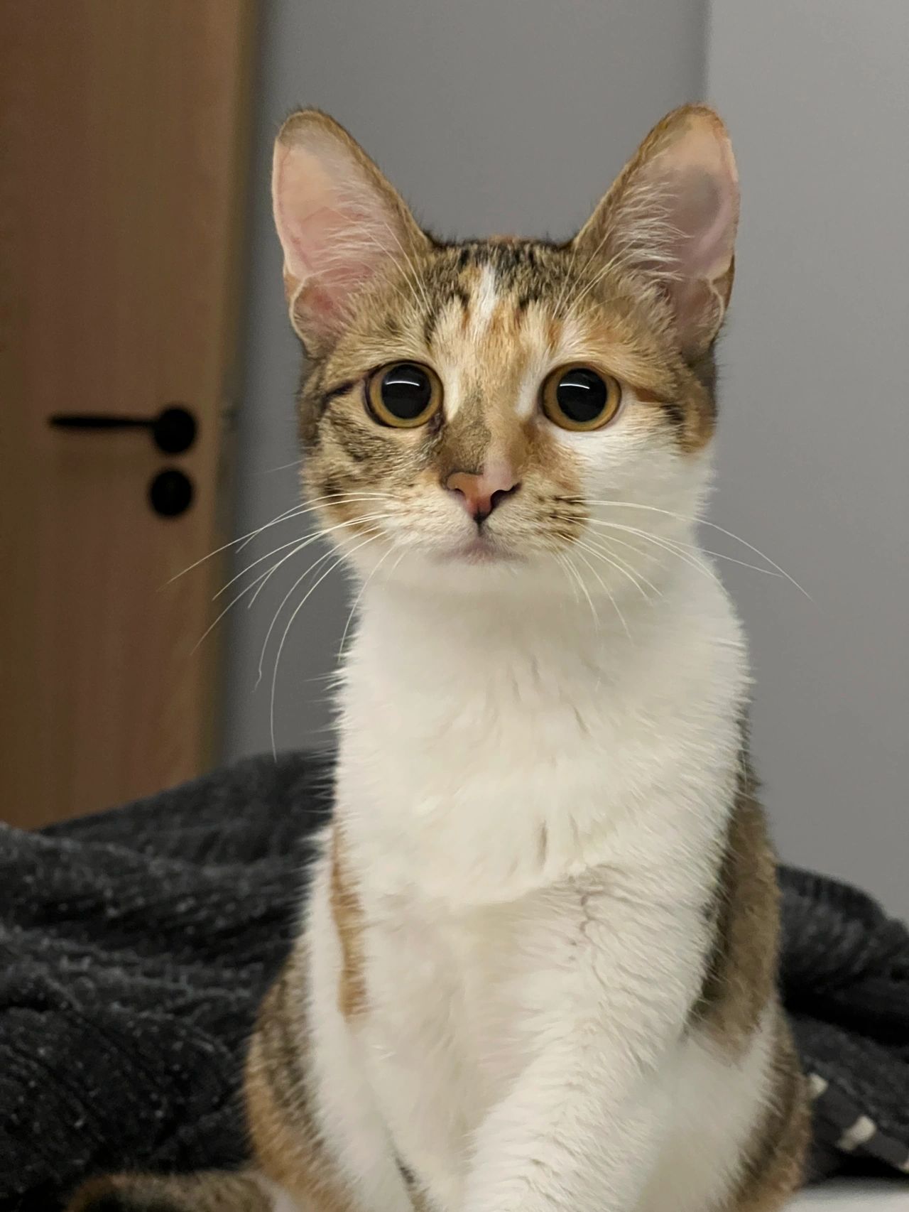 宠物萌宠猫撸猫(有些猫长着长着就变成了一个馒头)-喵神素材库