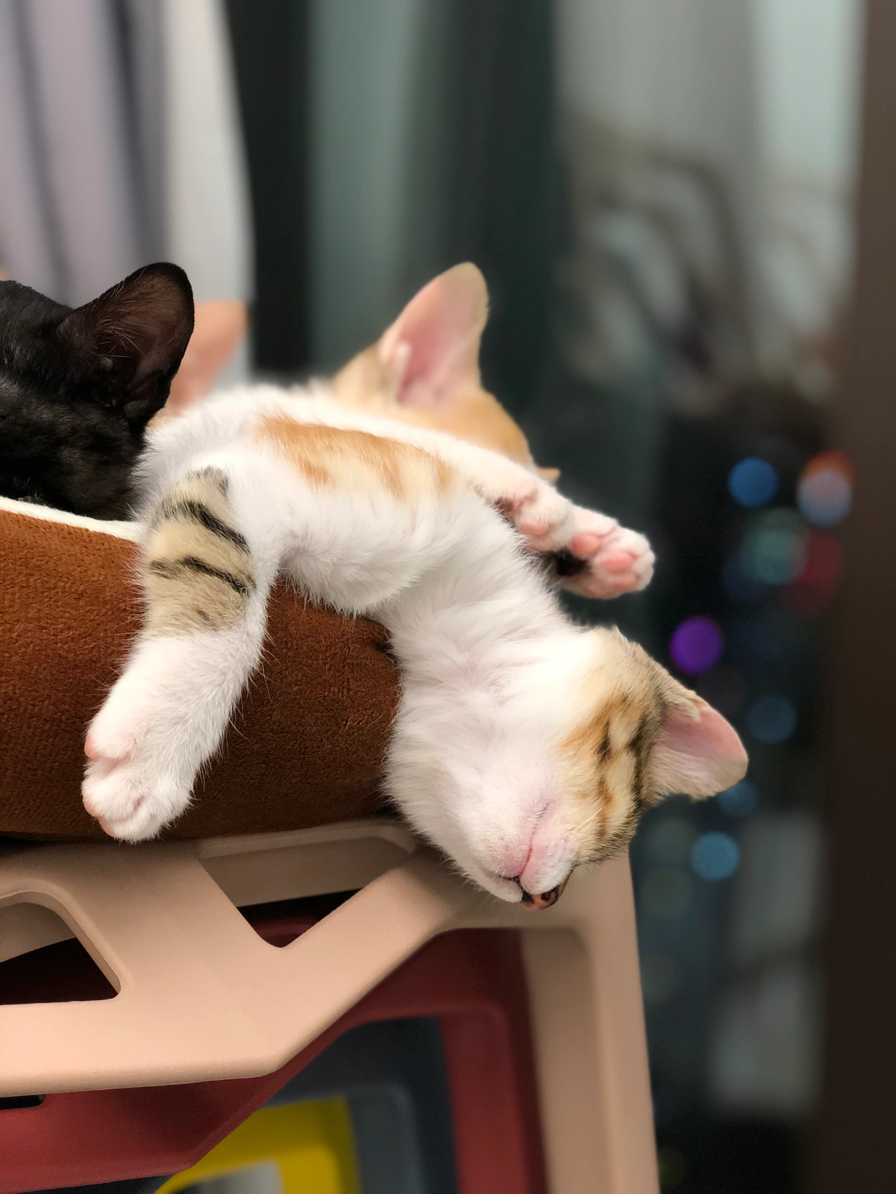 2猫咪日常萌宠猫猫宠物(孩子实属是一整个大落枕住了按照现在的说法，是这样说的吗)-喵神素材库