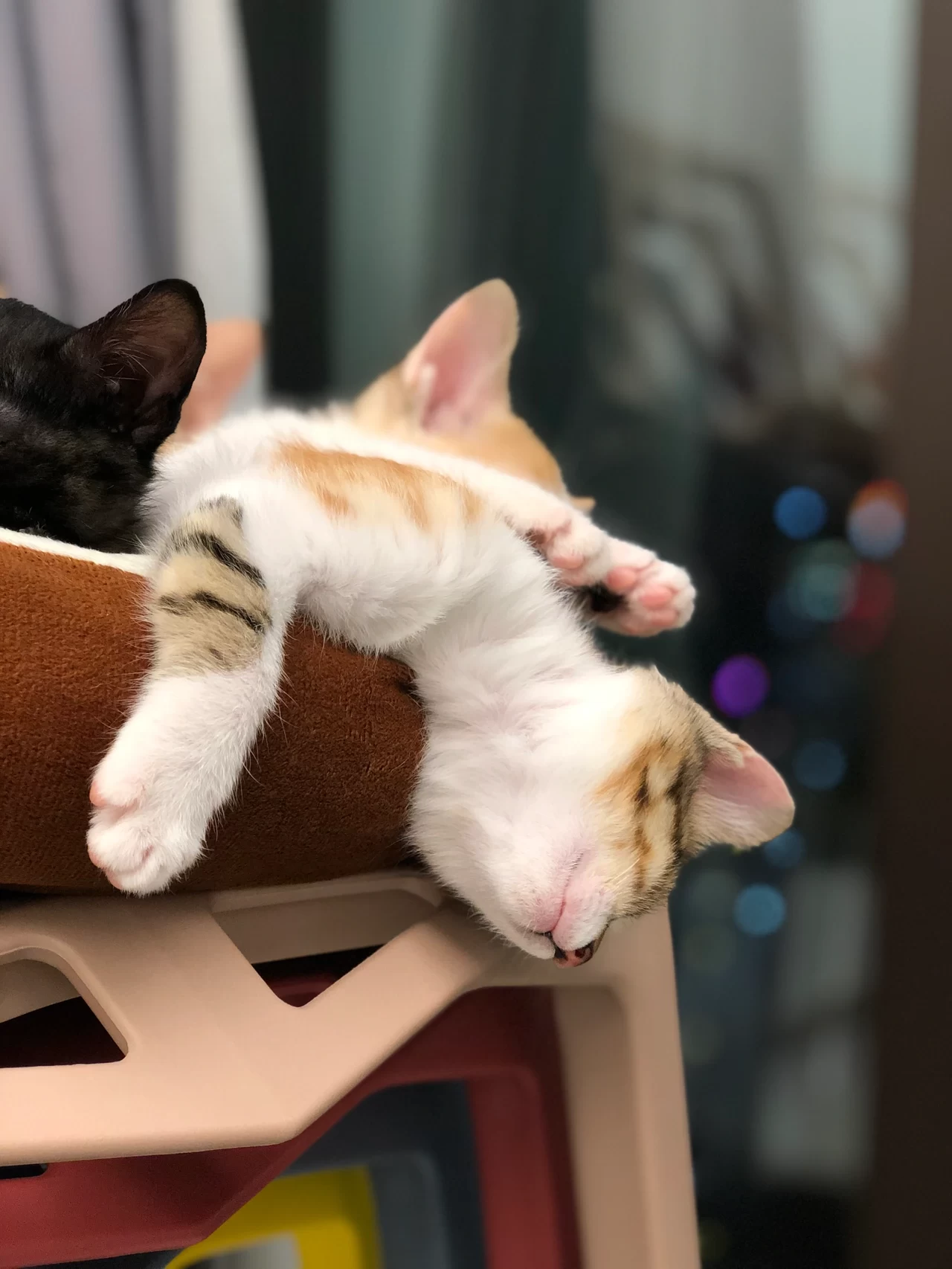 2猫咪日常萌宠猫猫宠物(孩子实属是一整个大落枕住了按照现在的说法，是这样说的吗)-喵神素材库