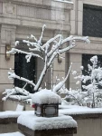 下雪北京豪宅别处(那就来看看北京三月的大雪凉快一下吧！家里的院子旁边的竹子都被雪压弯了，邻居家的没修炼直接给压折了！我的天，北京初春的雪威力也太大了吧！)-喵神素材库