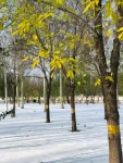 落叶树林雪景色(一场纷纷扬扬的雪扣开了冬的门扉，它似一个梦里走来的精灵，纯洁无瑕，清美禅意，一夜之间，大地万物都沐浴在一片冰清玉洁的童话世界里……)-喵神素材库