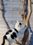 北京，人文扫街，猫咪，白天，旅行(总在跌跌撞撞之后才仿佛明白，很多事情是不能强求的)-喵神素材库